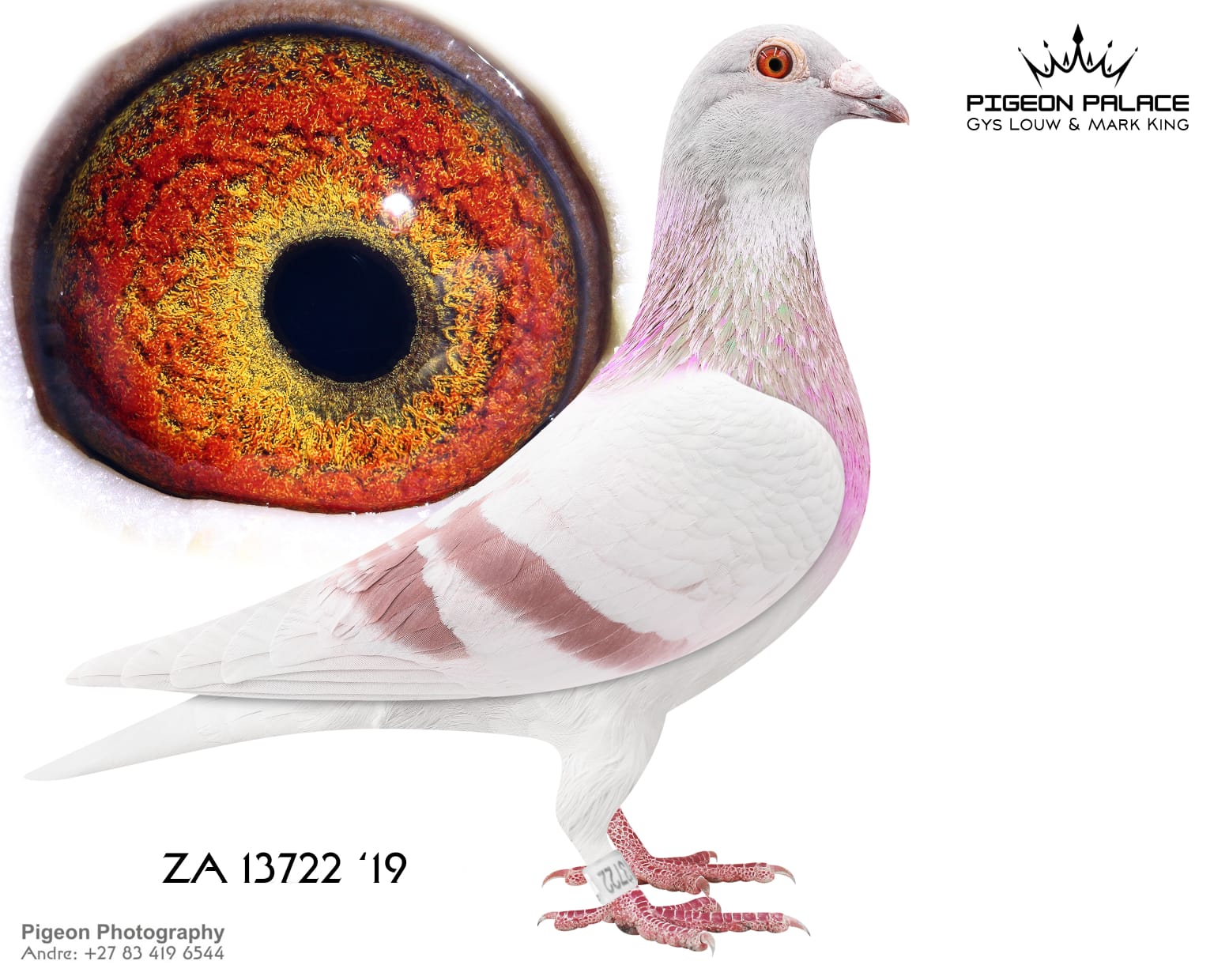 .LOT 1 PIGEON PALACE – ZA 19 13722 -“SISTER JUWEELTJIE” A quality mealy breeding hen, bred from the proven Busschaert and Alfons Klaas bloodlines. She is the dam of KGL 36/22, an excellent long-distance racer. She is a sister to “Juweeltjie,” a double winner and Best Bird that later bred Ace Pigeon and SANPO medal winner “1113” for Nico Muller. She is also related to several outstanding performers, including: • 03246/20 – Union winner from Leeu-Gamka, 1,000 km • 27123/17 – Top PWDU performer and sire of a TPA Derby winner • 4407 – Bred the only bird home on the day • 2502/22 – 4 × Top 10 TPA positions • 5625/18 – 2nd Ace Bird————SIRE ZA 11 01533 C – “ALBERT” A proven mealy Busschaert cock that was eight times the first bird to the loft. He won from Winburg over 330 km and Matjiesfontein over 1,100 km for Chris Hatting. “Albert” became an outstanding breeder and is the father of: • 27123/17 – 6th Overall Best Bird PWDU 2019 and a leading breeder for Hendrik Cronje • 83412/18 – Colesberg Derby winner • 3246/20 – 1st Leeu-Gamka over 990 km and an excellent breeding hen • 89967/18 – 1st Richmond 750 km, 1st Noupoort 710 km, 2nd Victoria West Open and 5th Bloemfontein.—————-DAM ZA 16 18159 H – “DAM JUWEELTJIE” A blue-bar Alfons Klaas hen raced by Chris Hatting. Her performances include: • 5th Club and 29th Union Winburg • 3rd Club and 14th Union Noupoort • 1st Club and 2nd Union Noupoort • 1st Club and 2nd Union Jamestown She is the dam of 27123/17, a mealy pigeon that finished among the Top 10 birds on the 2019 PWDU averages.SEE PEDIGREE!!!!