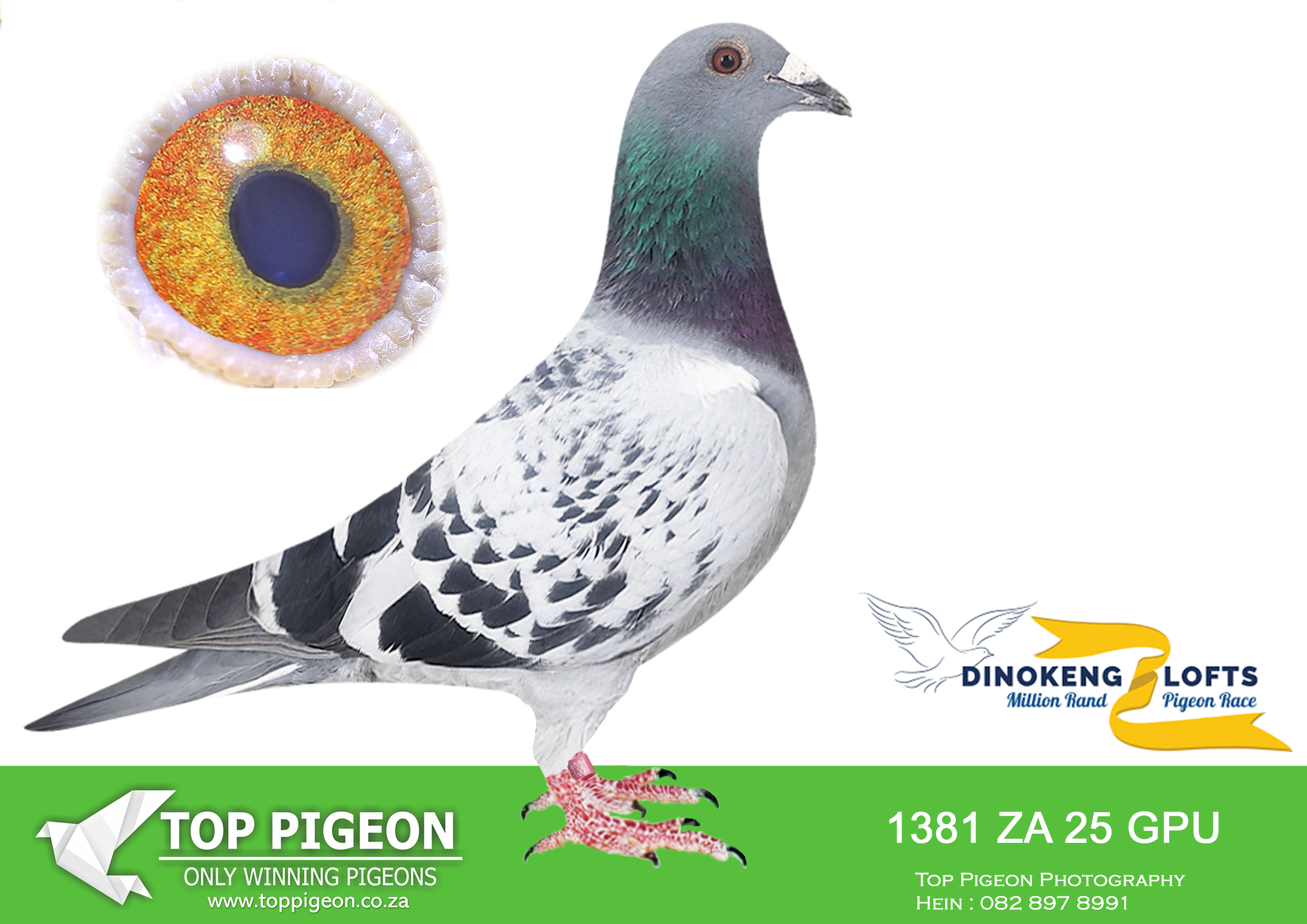 ZZ.. LOT 128 DINOKENG OLR – BRAYDON/KEZLYN & LUKE-ZA GPU 25- 1381—–16TH FINAL RACE—— -SIRE:ZA-2018-GPU-4312 Joe Gomes.Full brother to o.a • 5e Barcelona Dinokeng 725km 2021. • 22e Ace Pigeon Saipr Summer 2025. Father to: • 16e Final Dinokeng 655km 2026.———-DAM:ZA-2025-OERF-3690 Joe Gomes.Half-sister to: • 1e Bloemfontein 313km Marlbank 2025. Mother to: • 16e Final Dinokeng 655km 2026.SEE PEDIGREE!!!!