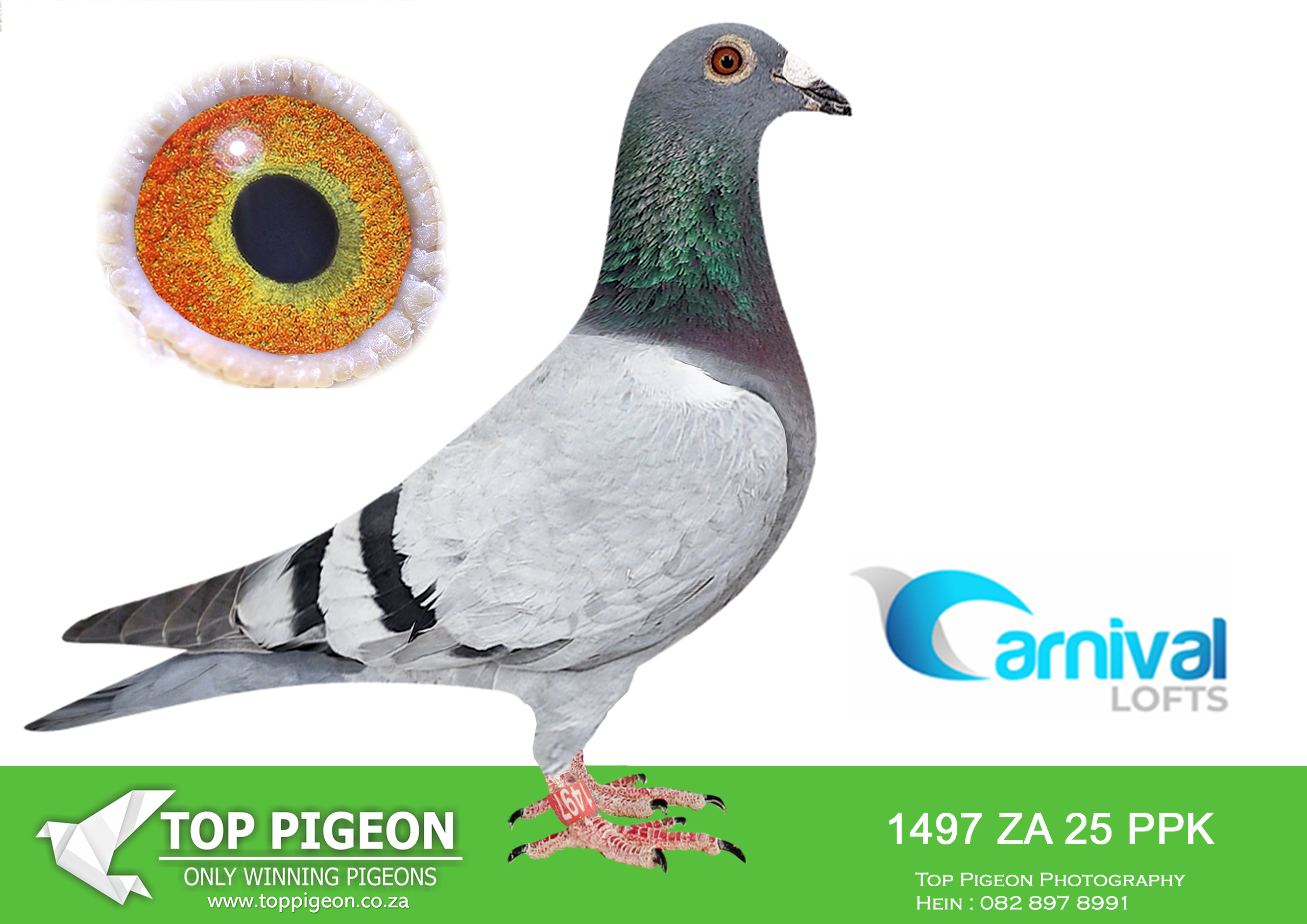 LOT 57 CARNIVAL WINTER OLR – Team Oberholster-PPK 25 1497 –