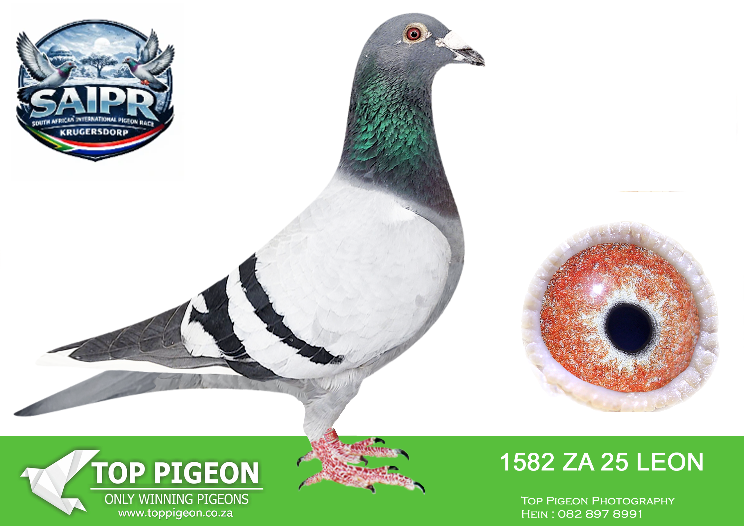 LOT 37 SAIPR OLR AUCTION 2 – Klerksdorp Racers 1-LEON 1582 2025 –