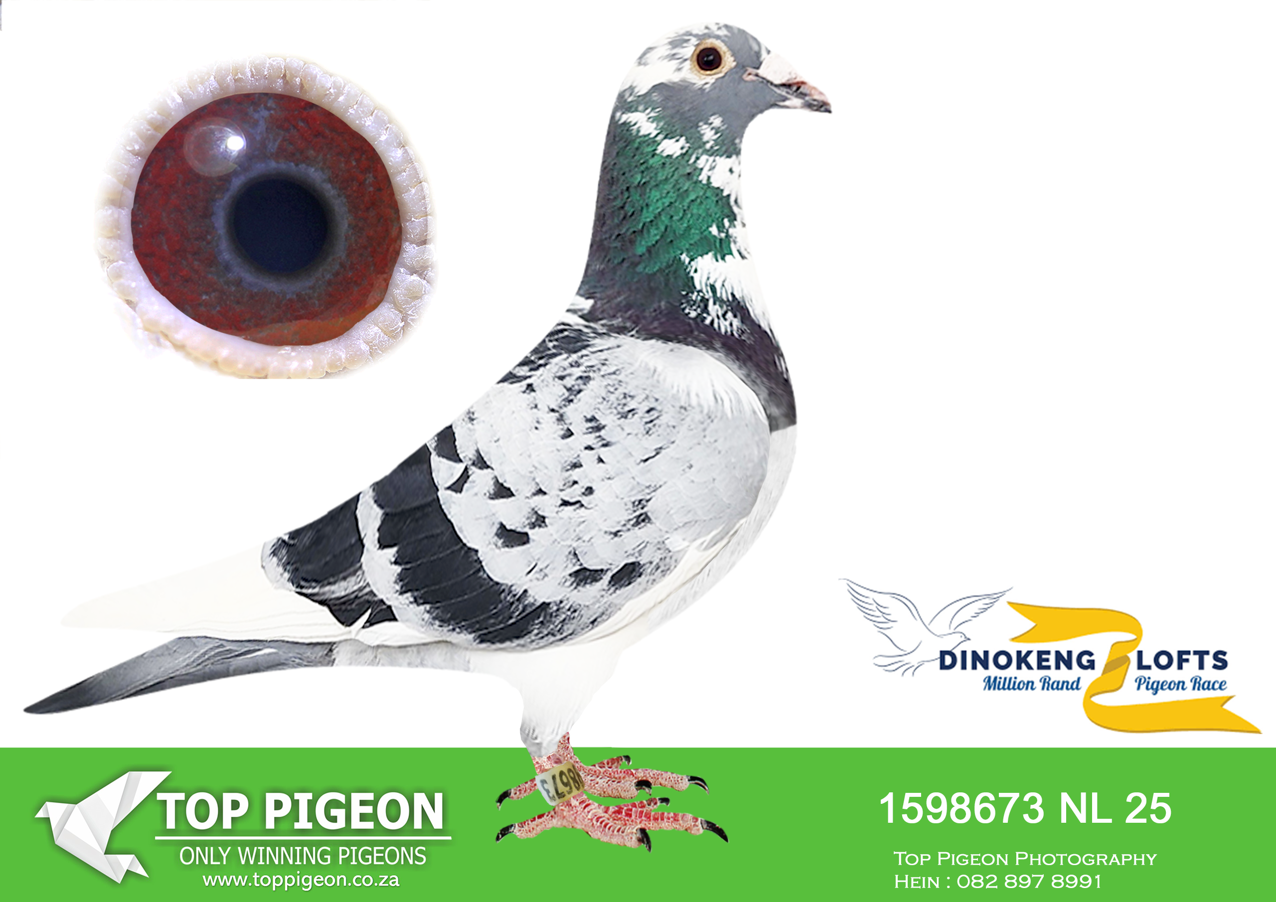 LOT 83 DINOKENG OLR – JELLE JELLEMA-NL 25- 1598673 –