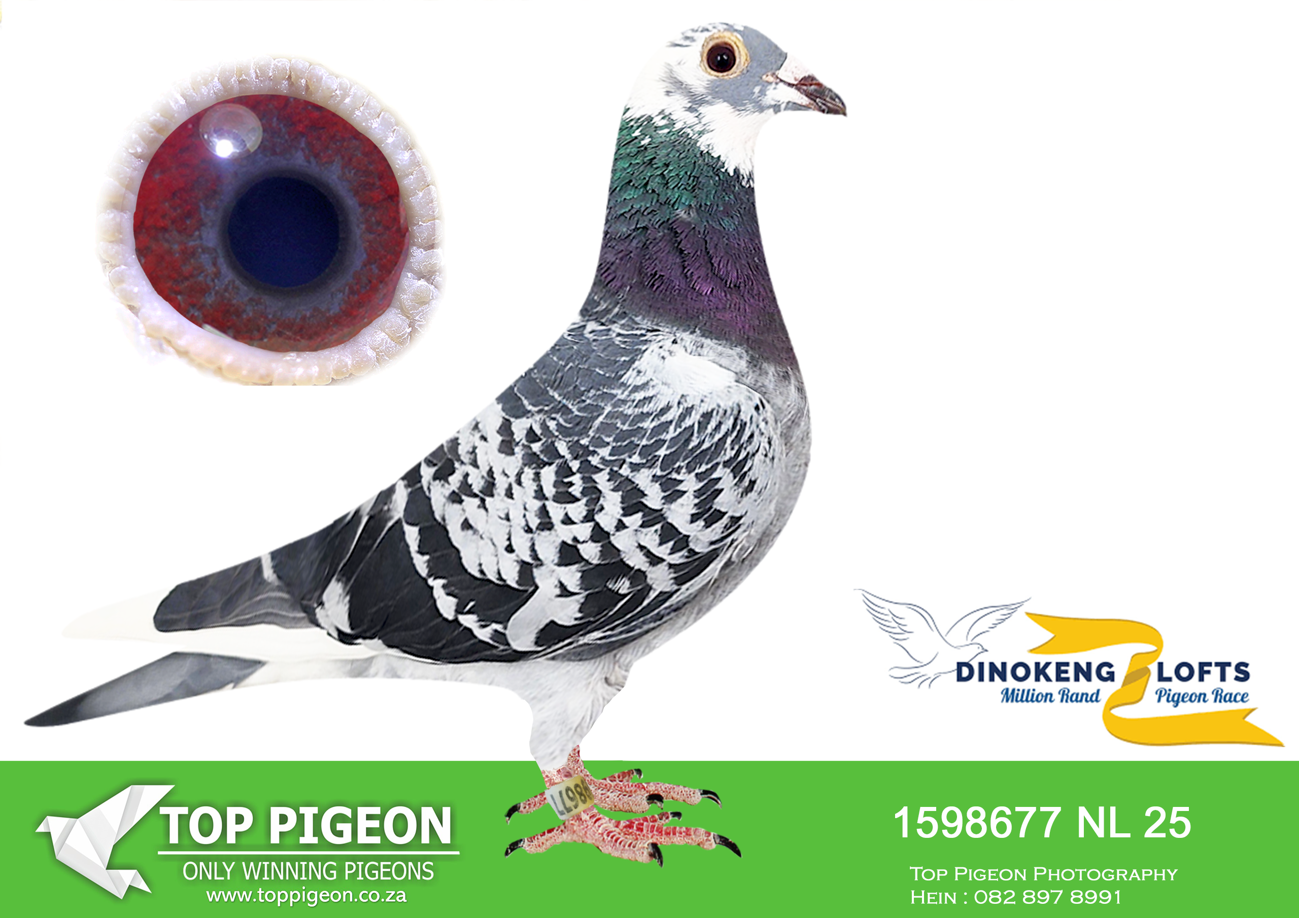 ZZ.. LOT 120 DINOKENG OLR – JELLE JELLEMA-NL 25- 1598677 –