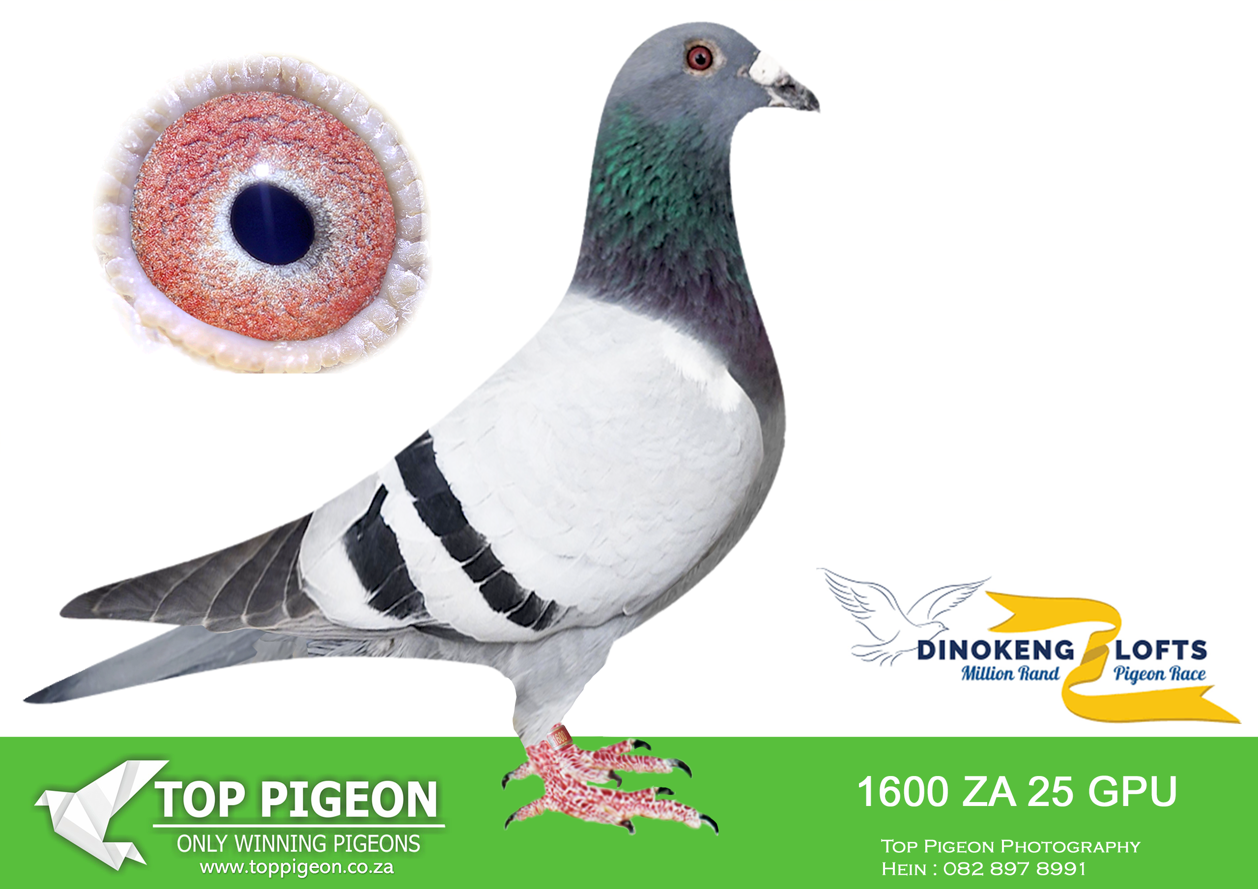 ZZ.. LOT 121 DINOKENG OLR – JOE GOMES-ZA GPU 25- 1600 –