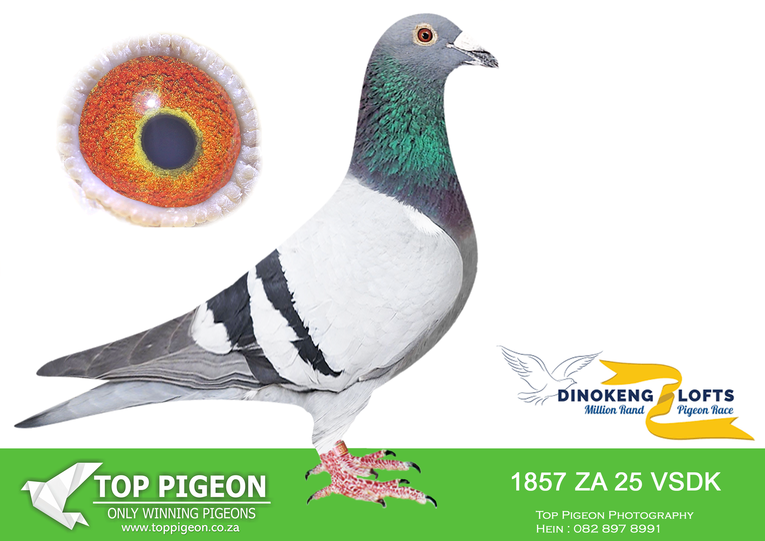 LOT 87 DINOKENG OLR – JACQUES PARSONS-ZA VSDK 25- 1857 –