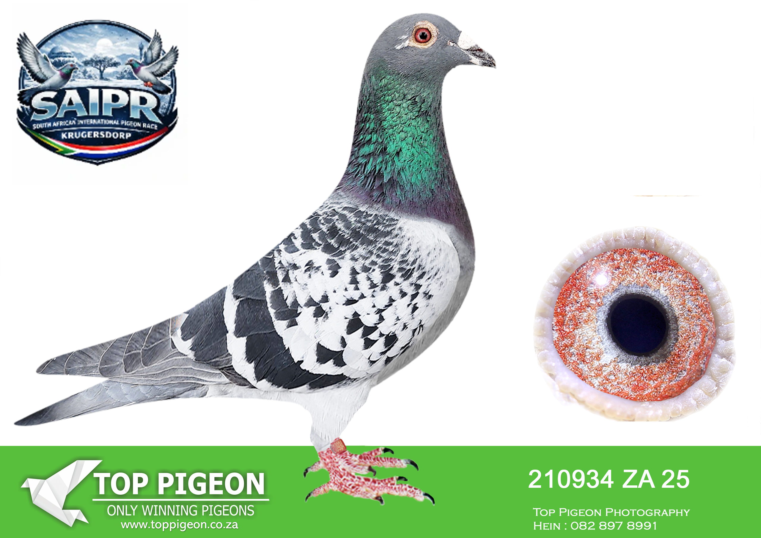 LOT 80 SAIPR OLR AUCTION 2 -MADELEIN VAN NIEKERK-ZA 210934 2025 –