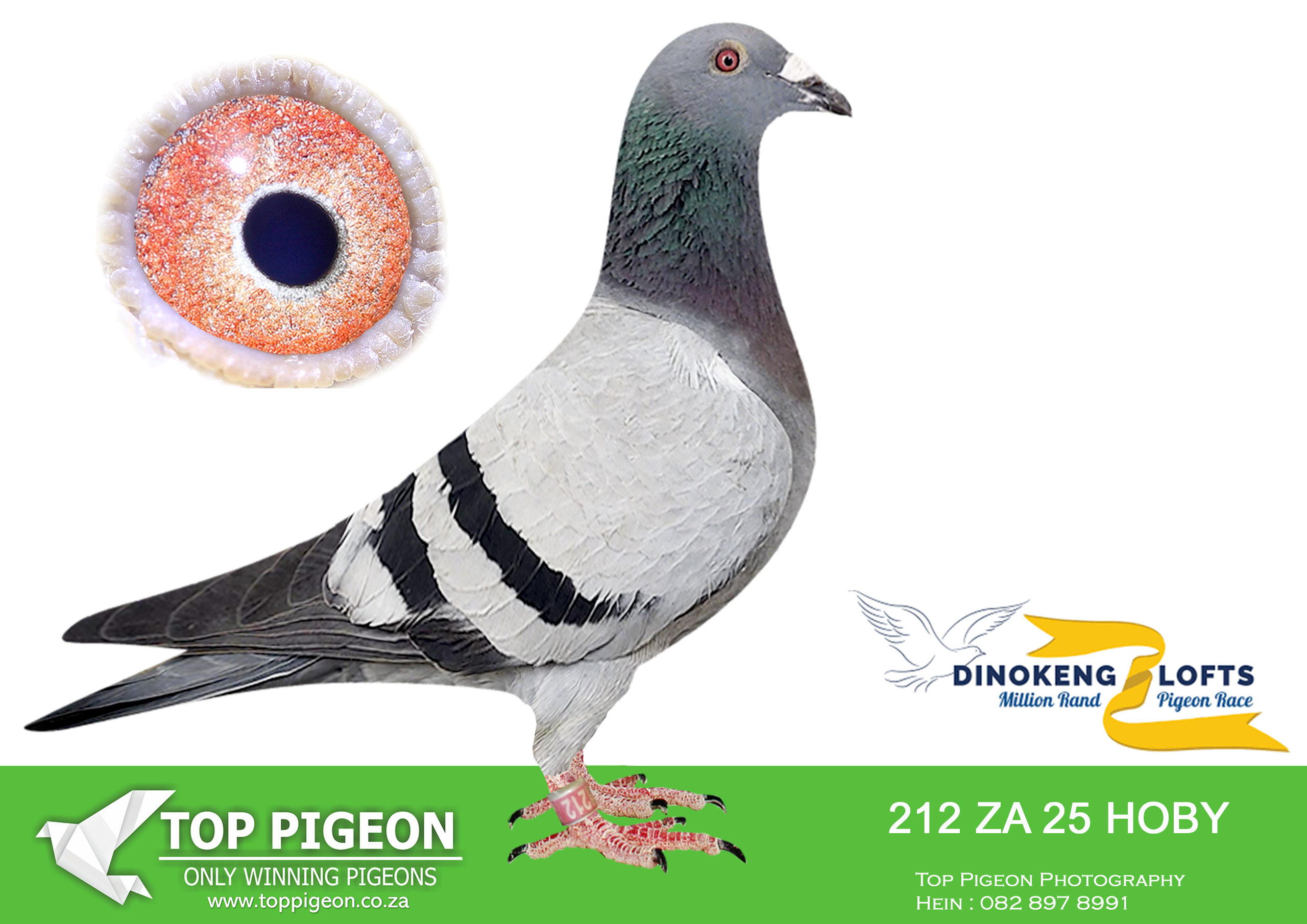 ZZ.. LOT 109 DINOKENG OLR – ANTON SCHONKEN-ZA HOBY 2025 212 –