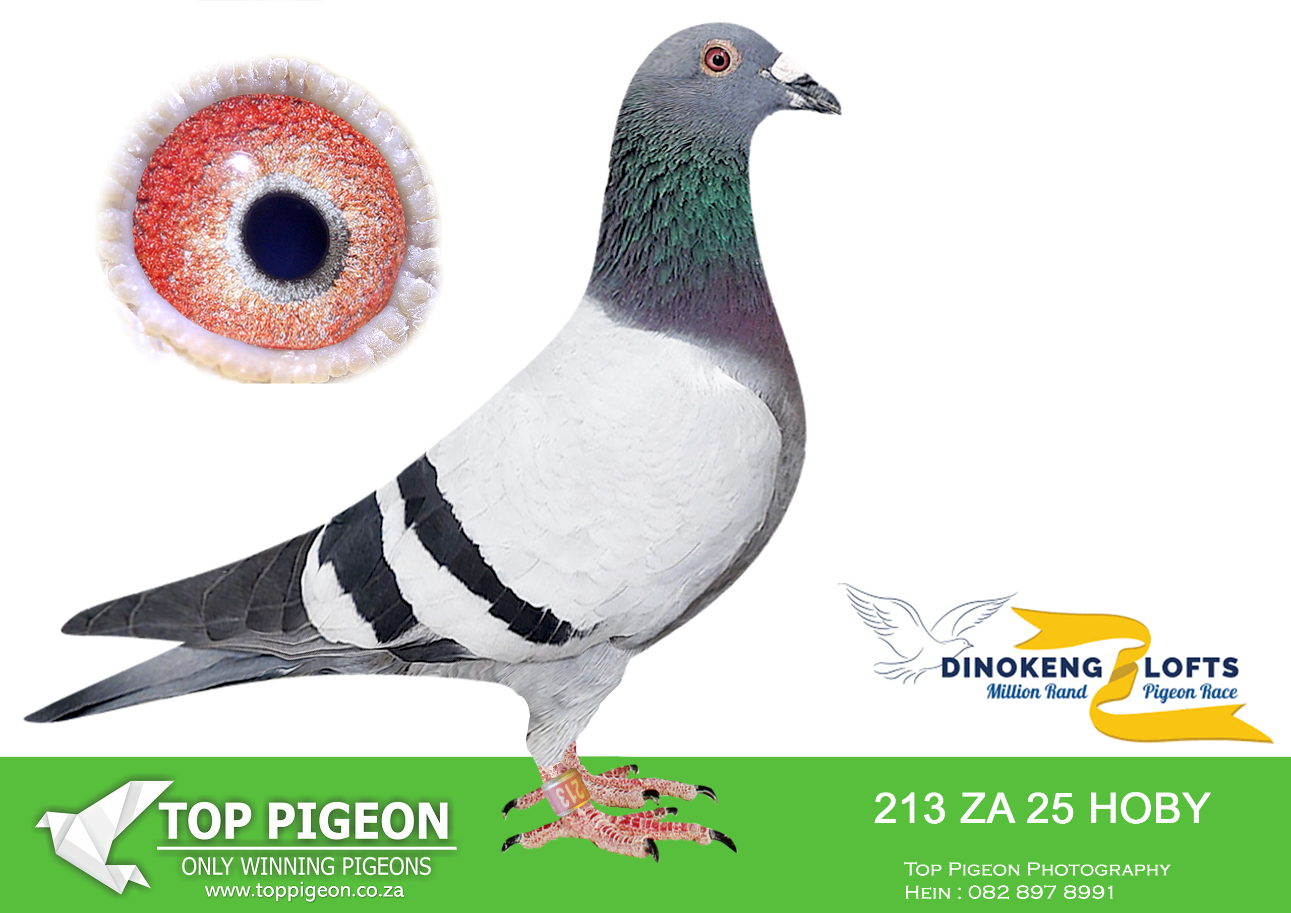 LOT 61 DINOKENG OLR – ANTON SCHONKEN-ZA HOBY 25- 213 –