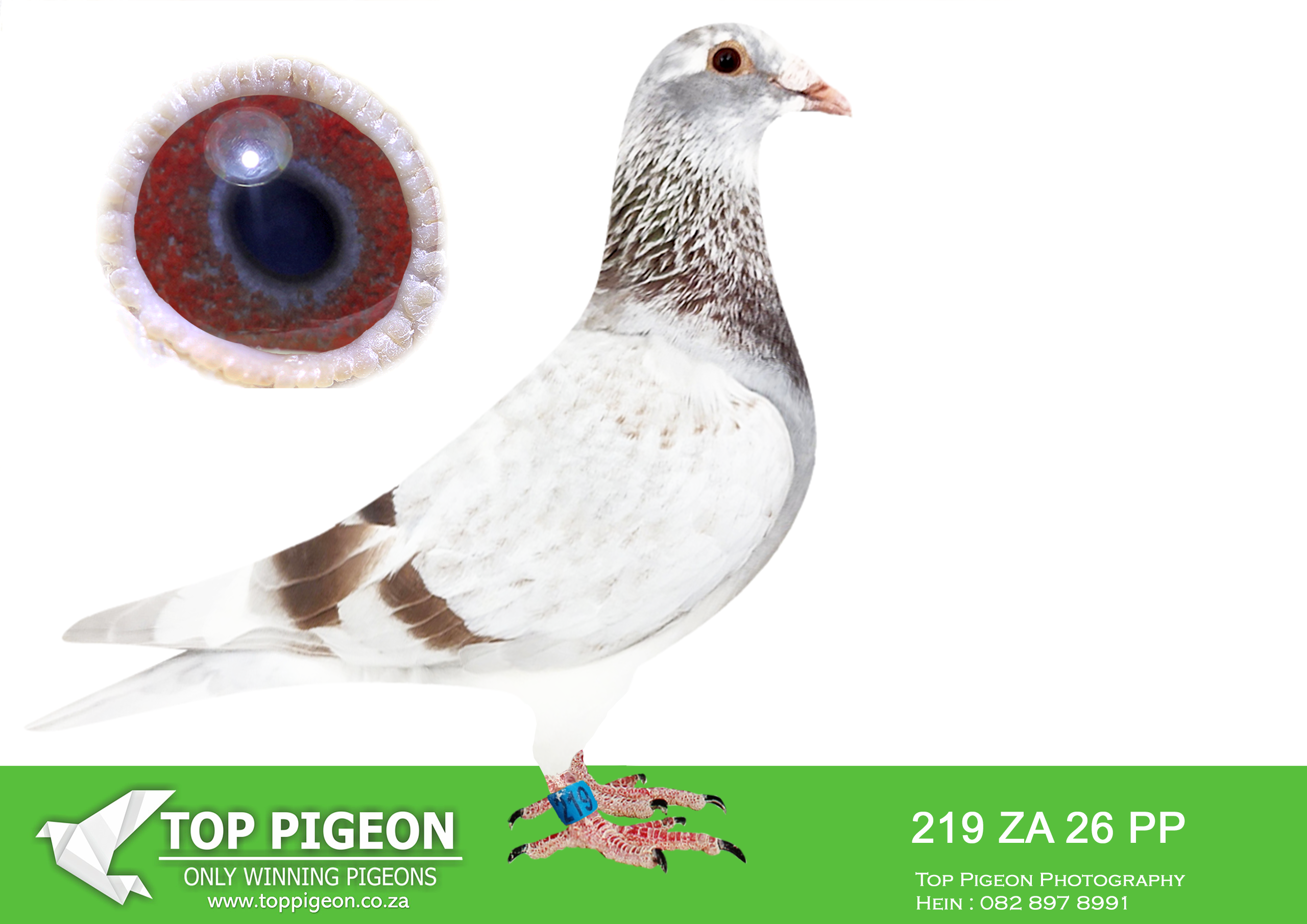 .LOT 2 PIGEON PALACE – ZA 26 PP 219 -Closely related to ‘Lara’ & ‘Fiero’ outstanding performers at AfrikaPro.———SIRE:TRPF-20-7712 C ‘Number one 7712’ Pigeon Palace.Champion racer and excellent breeder. One of the best sons of ‘Number One’. Bred from a click pair. His siblings are all top performers. Bred good birds at Dinokeng & Afrika Pro OLR. His son helped us in winning the Team Competition at Dinokeng Lofts. OLR in 2024. His children also made a big impact at Afrika. Pro winning Black Jacket. Sire to winners in union also Best bird in the TRPF & Gauteng combine ACE pigeon in 2024.——————DAM:TPA-25-7122 H ‘Mealy Pied Donsie’ Pigeon Palace Mealy Pied Her brother is sire 10th final endurance race Victoria Falls world challenge 2026.She is closely related to ‘Lara’ record breaking machine at Afrika Pro 25. Blue Jacket Ace overall, Brown Jacket long distance Ace 3rd Final race. Lara was sold for 112 000 euro’s. Also Fiero’ 2nd final.SEE PEDIGREE!!!