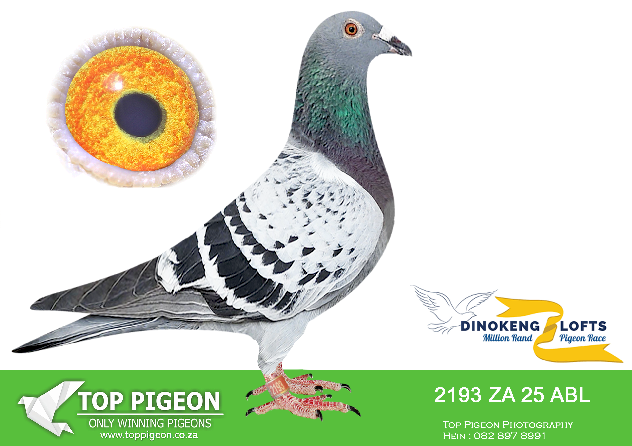 LOT 65 DINOKENG OLR – ALWYN BESTER-ZA ABL 2025 2193 –