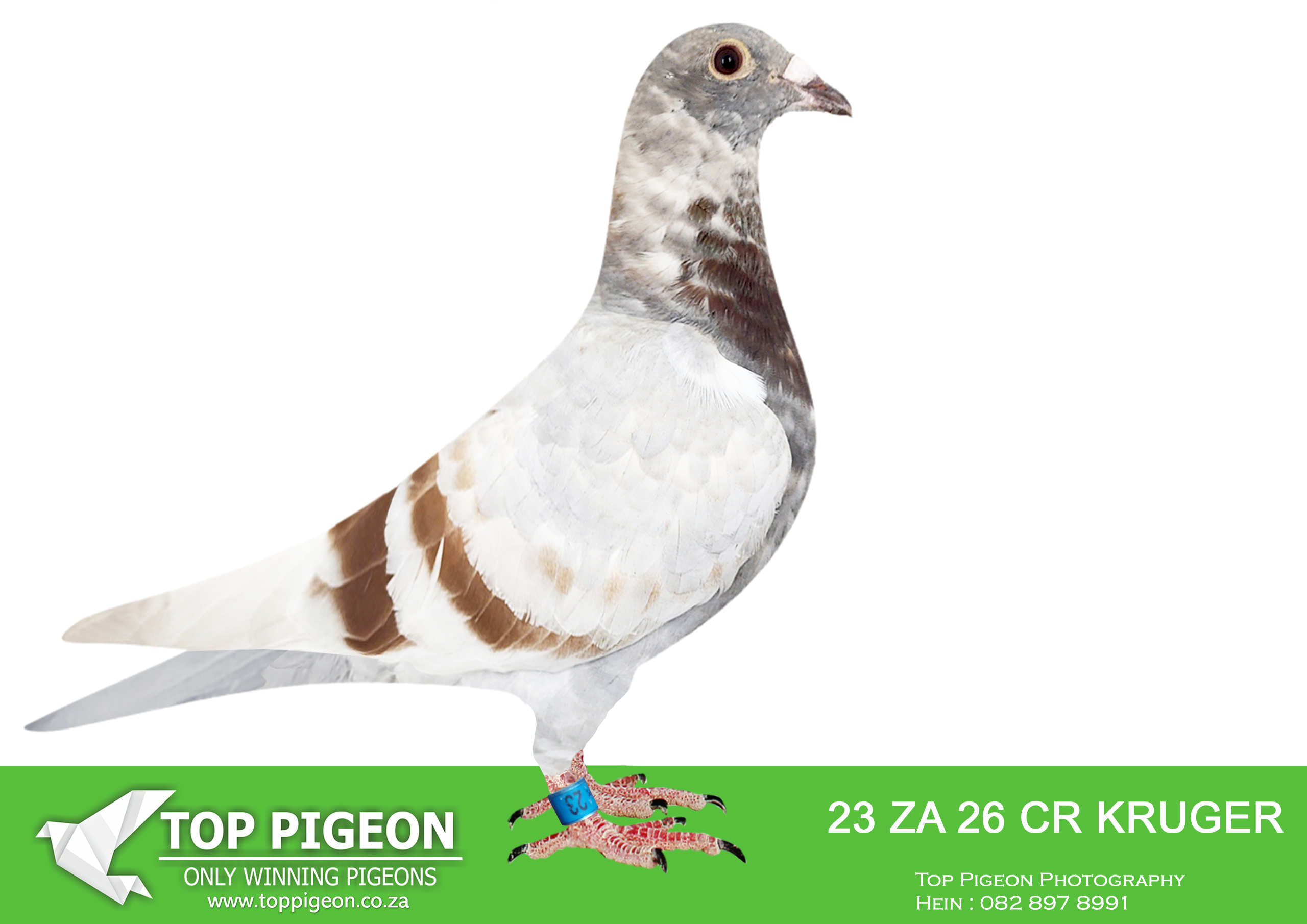 .LOT 7 END SEPTEMBER – ZA 26 CR KRUGER 23 -SIRE – 791 J&B 24 Du Preez & Deetlefs – Mealy A strong Du Preez & Deetlefs-bred cock carrying proven winning and high-value bloodlines. His sire, 716 J&B 24, is bred from 9060 PWDU 20 ZA, a proven breeder of winners and 2× Winner Super Racer, paired to 01732 ZA 16, herself from a family of multiple winners including a 1× Winner, 3× Union Winner and 2× Combine Winner. The dam of 791, 747 J&B 24, combines 85015 ZA 18, a proven breeder of winners, with 11072 GPU 21, a 4× Winner and 3× 1st Club performer. This makes 791 a tightly bred pigeon around proven Du Preez & Deetlefs performance genetics.————–DAM – 795 J&B 24 Du Preez & Deetlefs – Blue Bar A quality Du Preez & Deetlefs hen bred from a strong combination of race winners and proven breeders. Her sire, 764 J&B 24, is out of 9060 PWDU 20 ZA, a proven breeder of winners and 2× Winner Super Racer, together with 82478 ZA 18, a pigeon noted as a breeder of 17 winners and associated with top club performances. Her dam, 701 J&B 24, combines 90944 ZA 18, a Winner Super Racer and proven breeder of winners, with 167 ZA 20 ABL, a heavily proven breeding hen from the Alwyn Bester family, recorded as a breeder of multiple winners including SANPO medal-winning performances.SEE PEDIGREE!!!!!