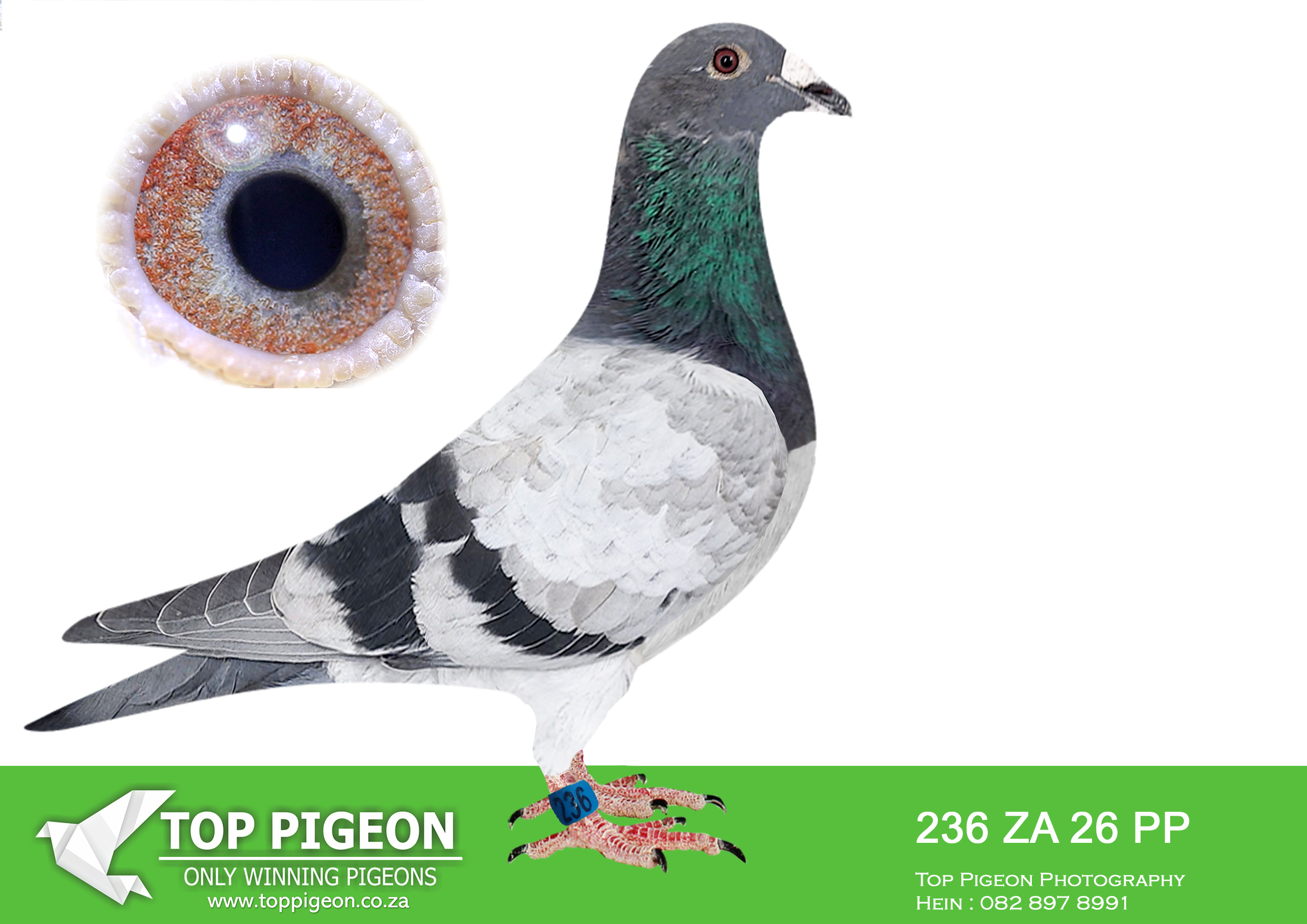.LOT 4 PIGEON PALACE – ZA 26 PP 236 -SIRE:BELG-22-2131219 C.Top breeding son Olympic Rico x mother 2nd National Ace YB two Nat. races 2022. ‘Rici’ father to : 5 SNat Argenton 922p 225 Nat Argenton 11600p 105 Nat Bourges 18 985p 3 Soissons 277p 3 Soissons 250p 10 Soissons 250p Grandson ‘Yvan’ Basic breeder no 1 1. Nat Ace KBDB MD 109 4. Nat Ace KBDB MD ’08————–DAM:BELG-24-4175078 H.’Mechant x Tetske’ PIPA breeding.Grandchild Finn coupled Tetske two icons Tom van Gaver. G/child Mechant Best Kittel 1 Nat. Ace KBDB sprint ’22. In 2025 three grandchildren Mechant Best Kittel finished in the top 24 National KBDB Ace Sprint youngsters. They won 8-9-24 Nat Ace YB.SEE PEDIGREE!!!