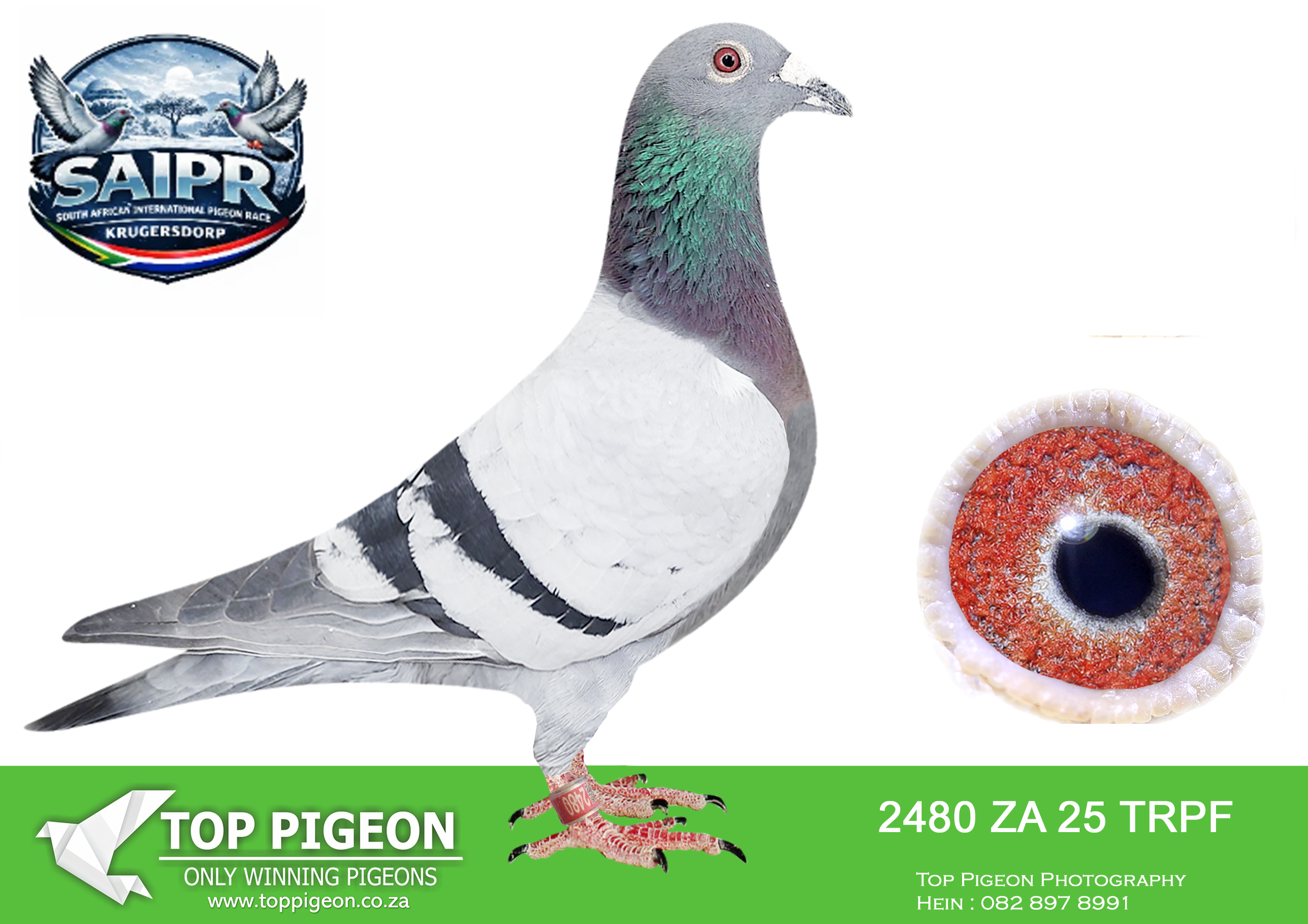 LOT 57 SAIPR OLR AUCTION 2 – Ninja 2-ZA TRPF 2480 2025 –
