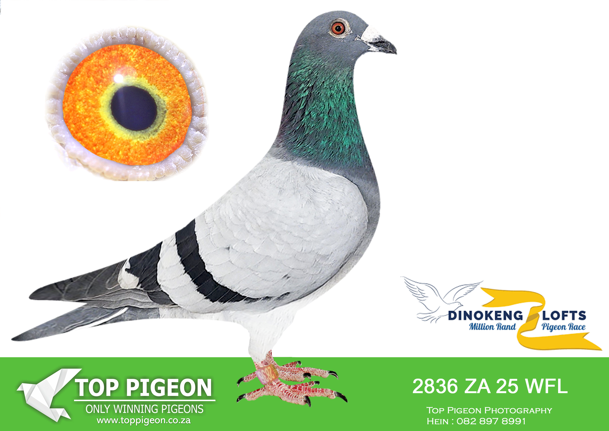 LOT 98 DINOKENG OLR – TOBIE WOLMARANS-ZA WFL 2025 2836 –