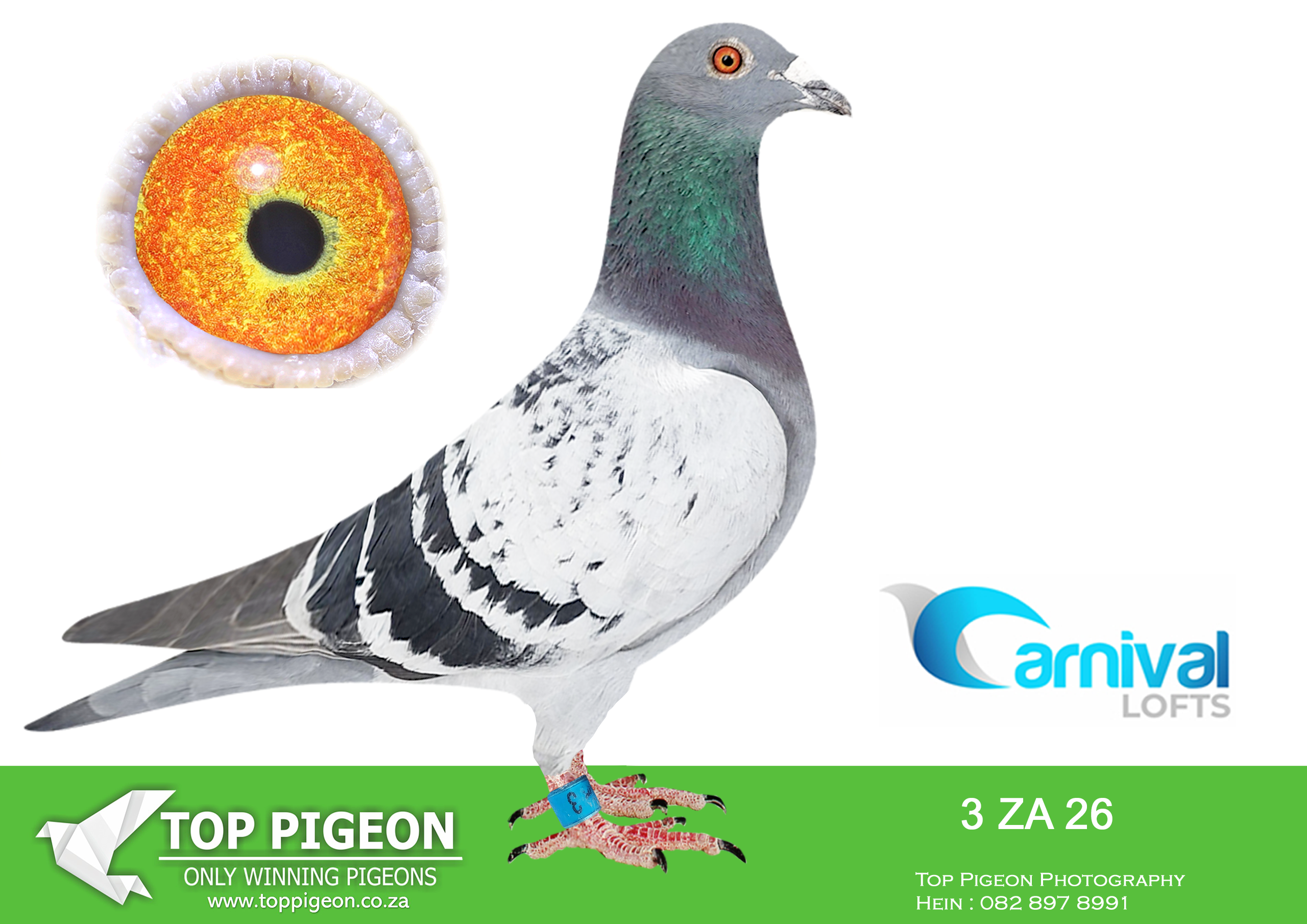 LOT 55 CARNIVAL WINTER OLR – Team Oberholster-ZA 26 3 –