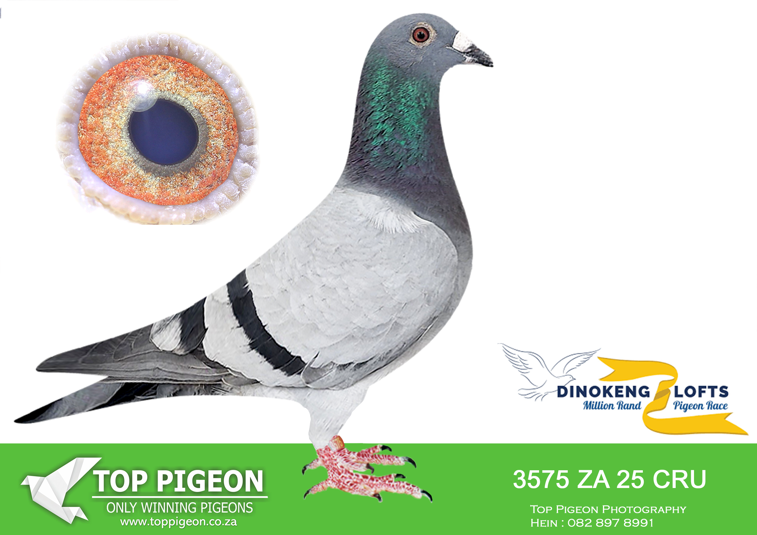 ZZ.. LOT 136 DINOKENG OLR – HT LOFTS-ZA CRU DERBY 25- 3575 –