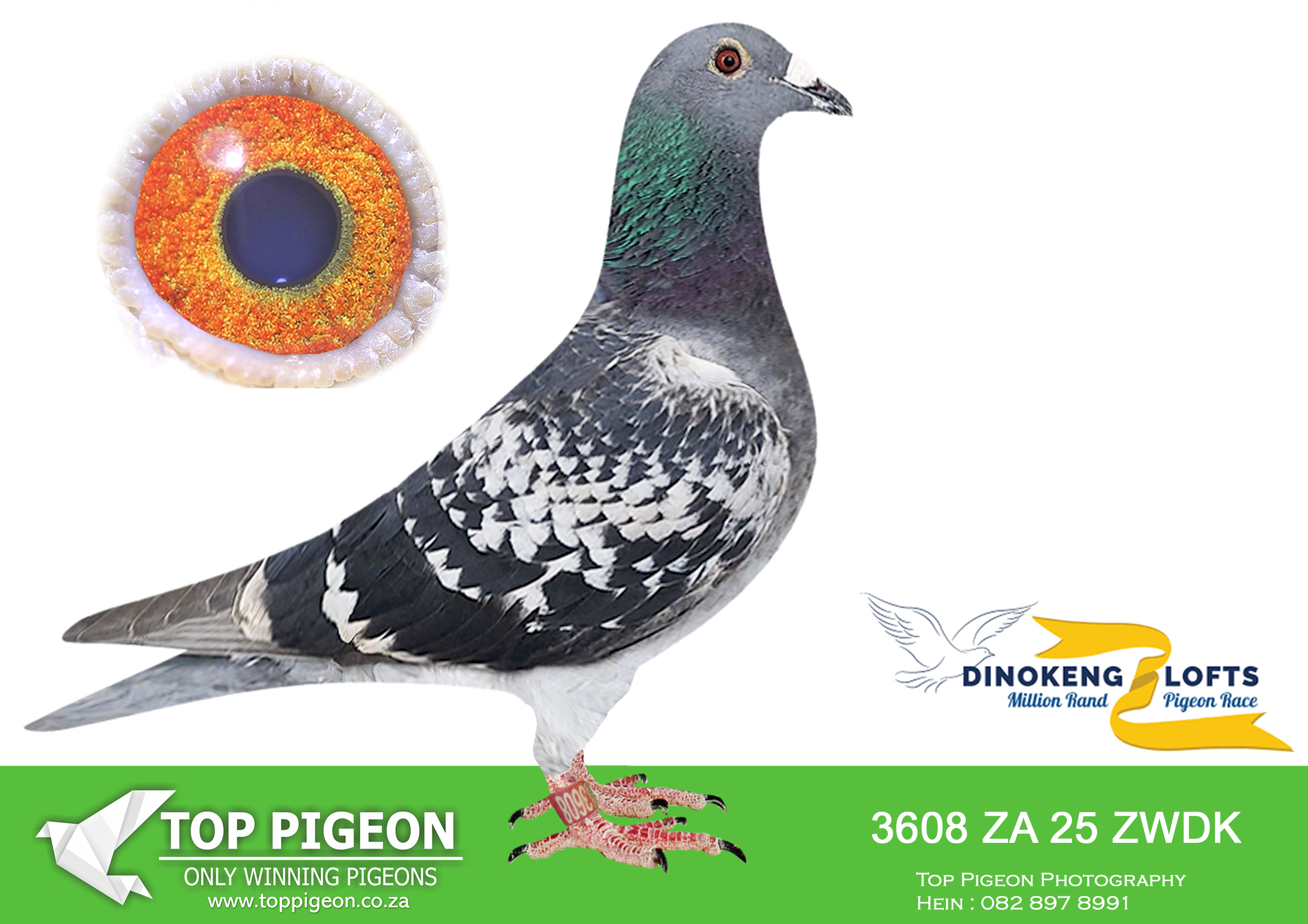 LOT 62 DINOKENG OLR – CLAUDE ROUX-ZA ZWDK 25- 3608 –