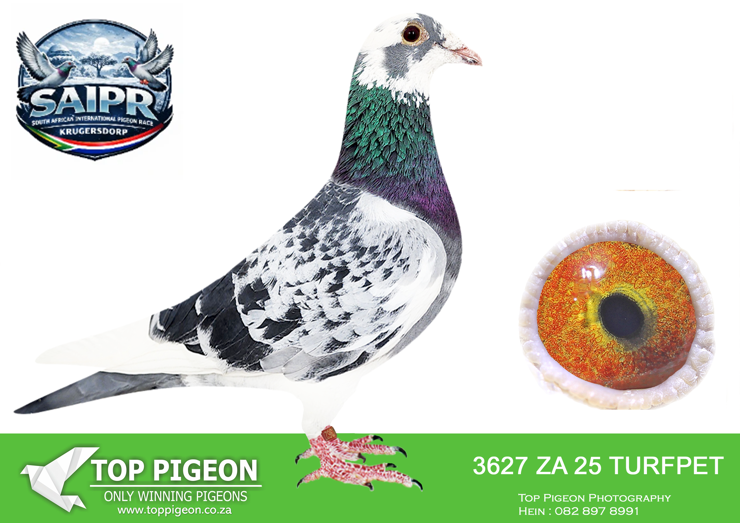LOT 31 SAIPR OLR AUCTION 2 – Roberto & Boesman-TURFPET 3627 2025 –