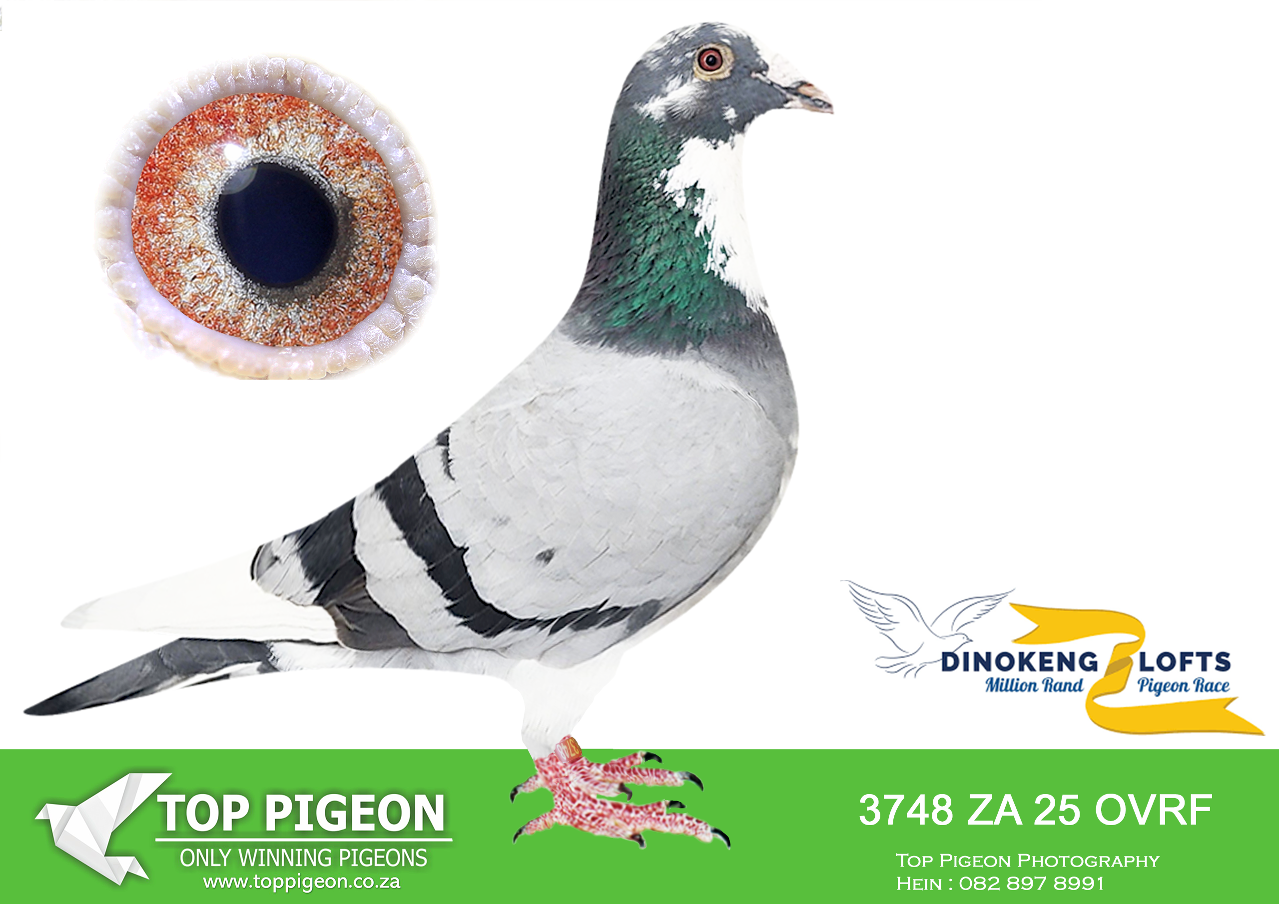 ZZ.. LOT 104 DINOKENG OLR – DIE VRYSTATERS-ZA OVRF 25- 3748 –