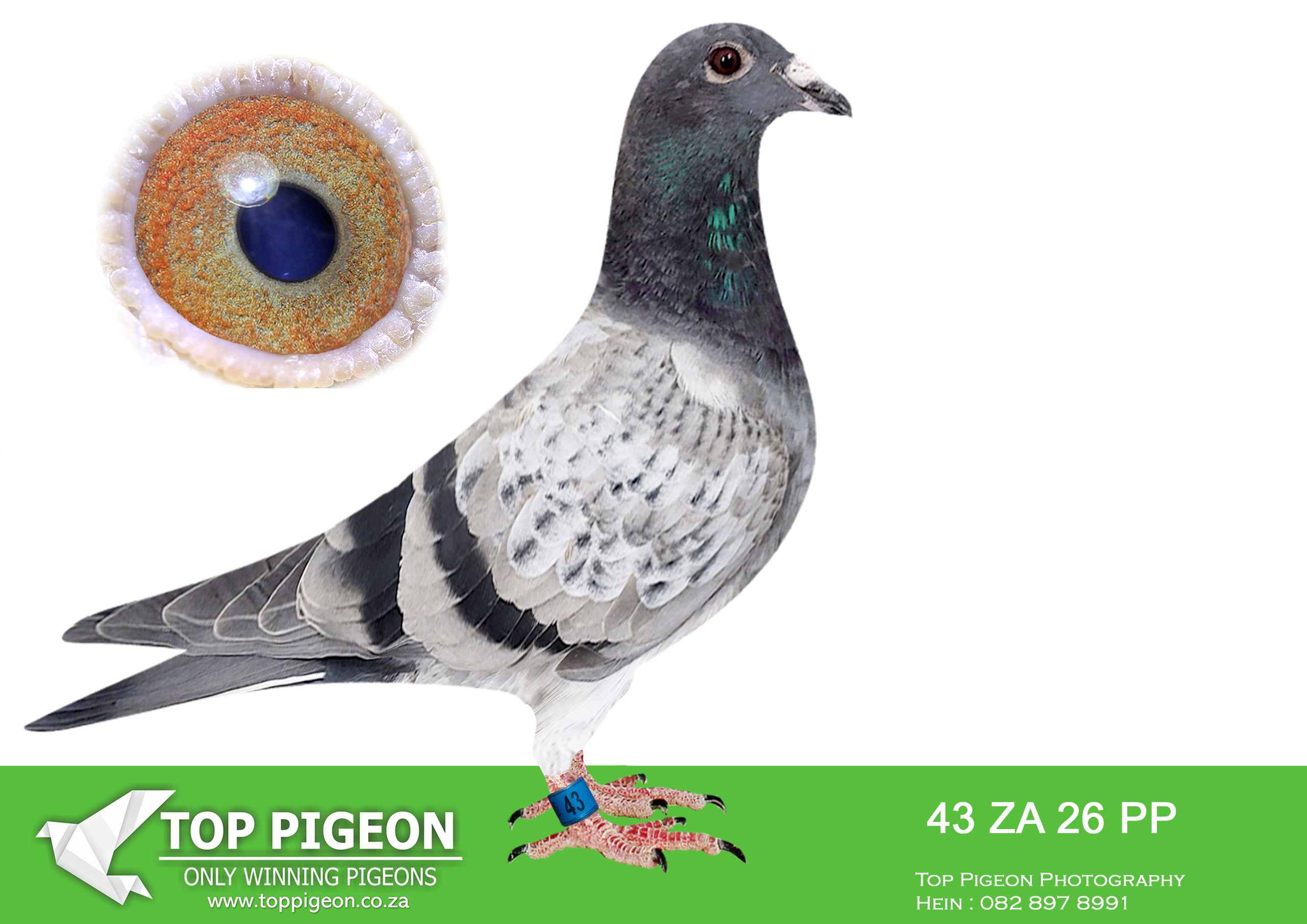 .LOT 1 PIGEON PALACE – ZA 26 PP 43 -SIRE:ZA-18-82405 C ‘Twilight Pearl’ Pigeon Palace Pencil Top racer bred from a click pair. Sire to winners also a Gauteng Combine winner & union winner. Linebred to the dam of ‘Golden TT’ and our foundation hen 058/05.————DAM:ZA-18-82410 H ‘Twilight 50 Dogter’ Pigeon Palace.Halfsister SANPO Gold medal winner allround 2000 plus pigeons category. Excellent breeder. Dam to a Gauteng Combine winner TRPF 2964/20 BBP hen from Dewtsdorp also winning the COGG Combine. 9636/19 & 9637/19 winners for Willie Jonker. All the above when mated to ‘Twilight Pearl 82405/18.SEE PEDIGREE!!!!