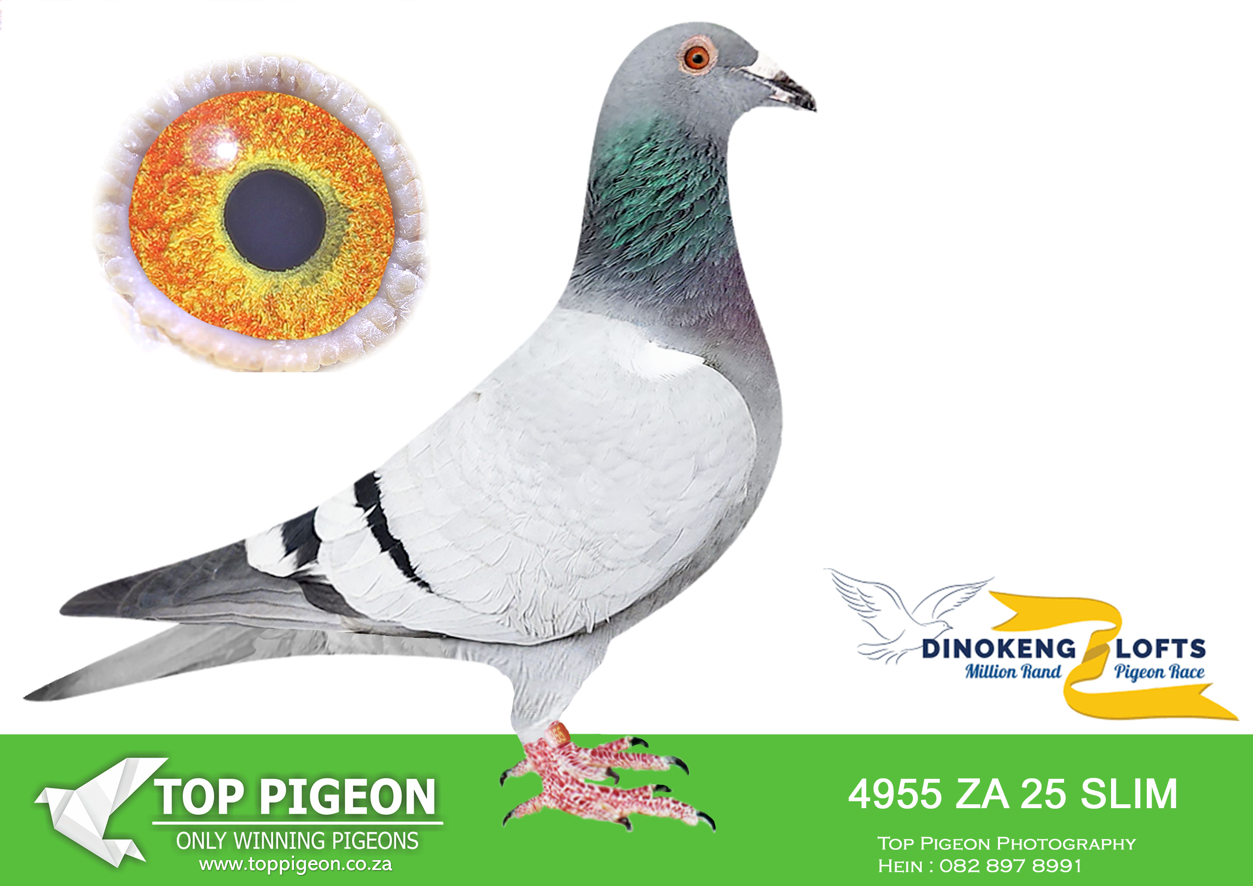 ZZ.. LOT 113 DINOKENG OLR – RONNIE HUEBSCH-ZA SLIM 25- 4955 –