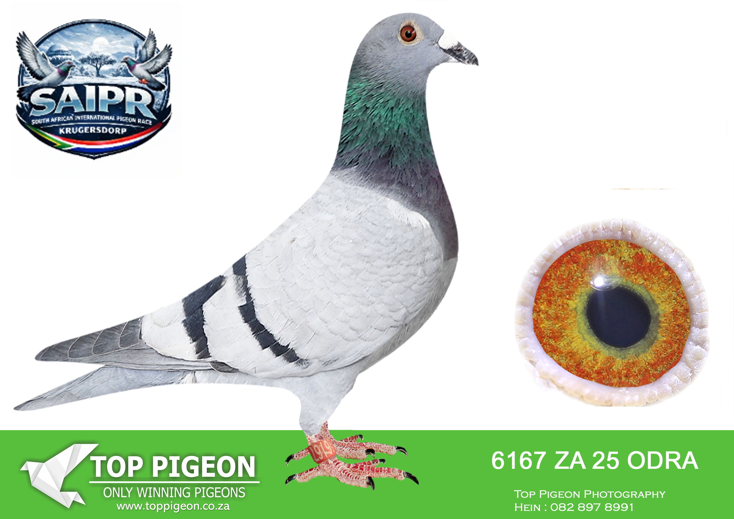 LOT 84 SAIPR OLR AUCTION 2 -Munnik/Du Randt/Kok 1-ZA ODRA 6167 2025 –