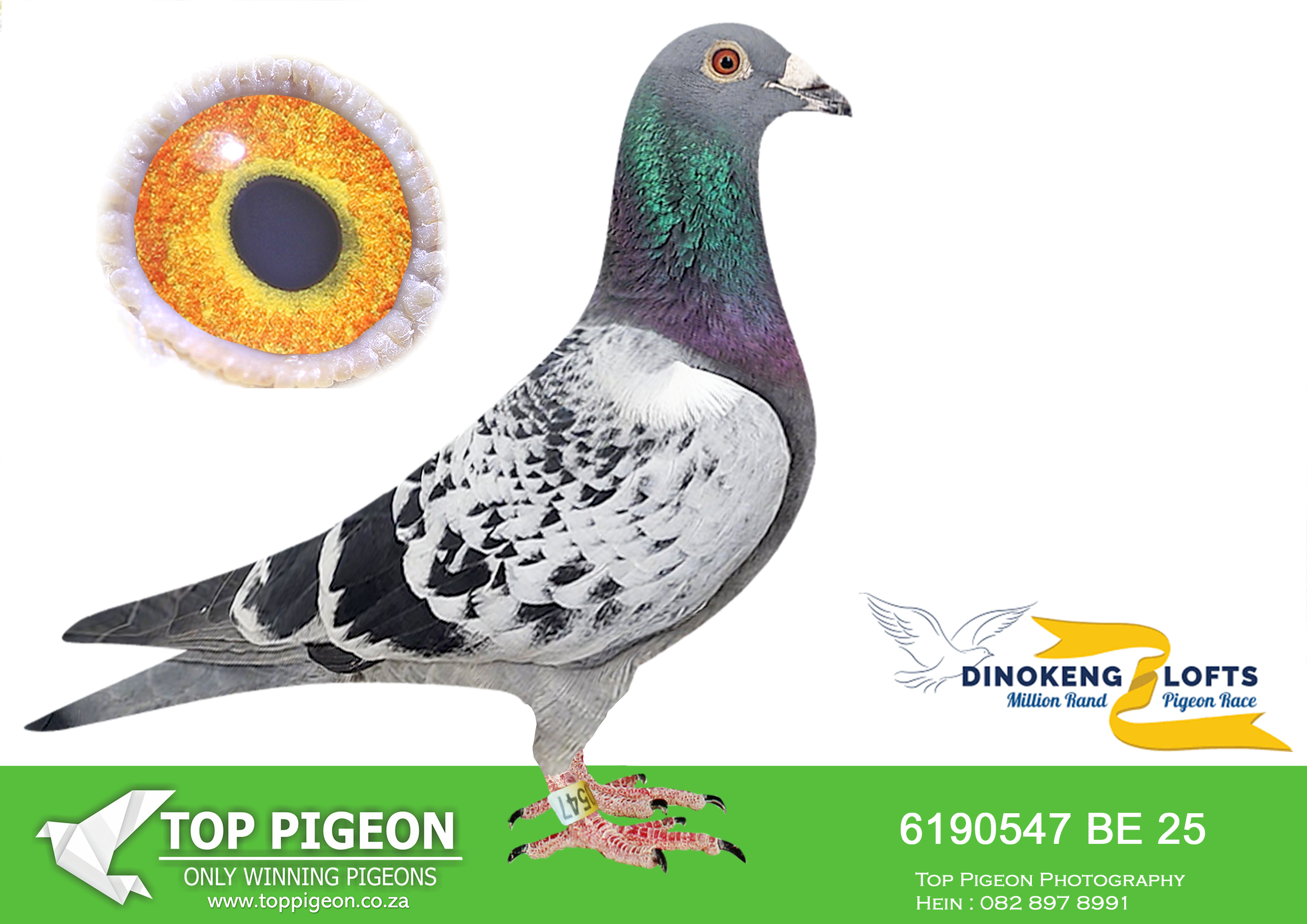 ZZ.. LOT 151 DINOKENG OLR – MICHEL WOUTERS & MICHEL DEBECKER-BE 25- 6190547 –