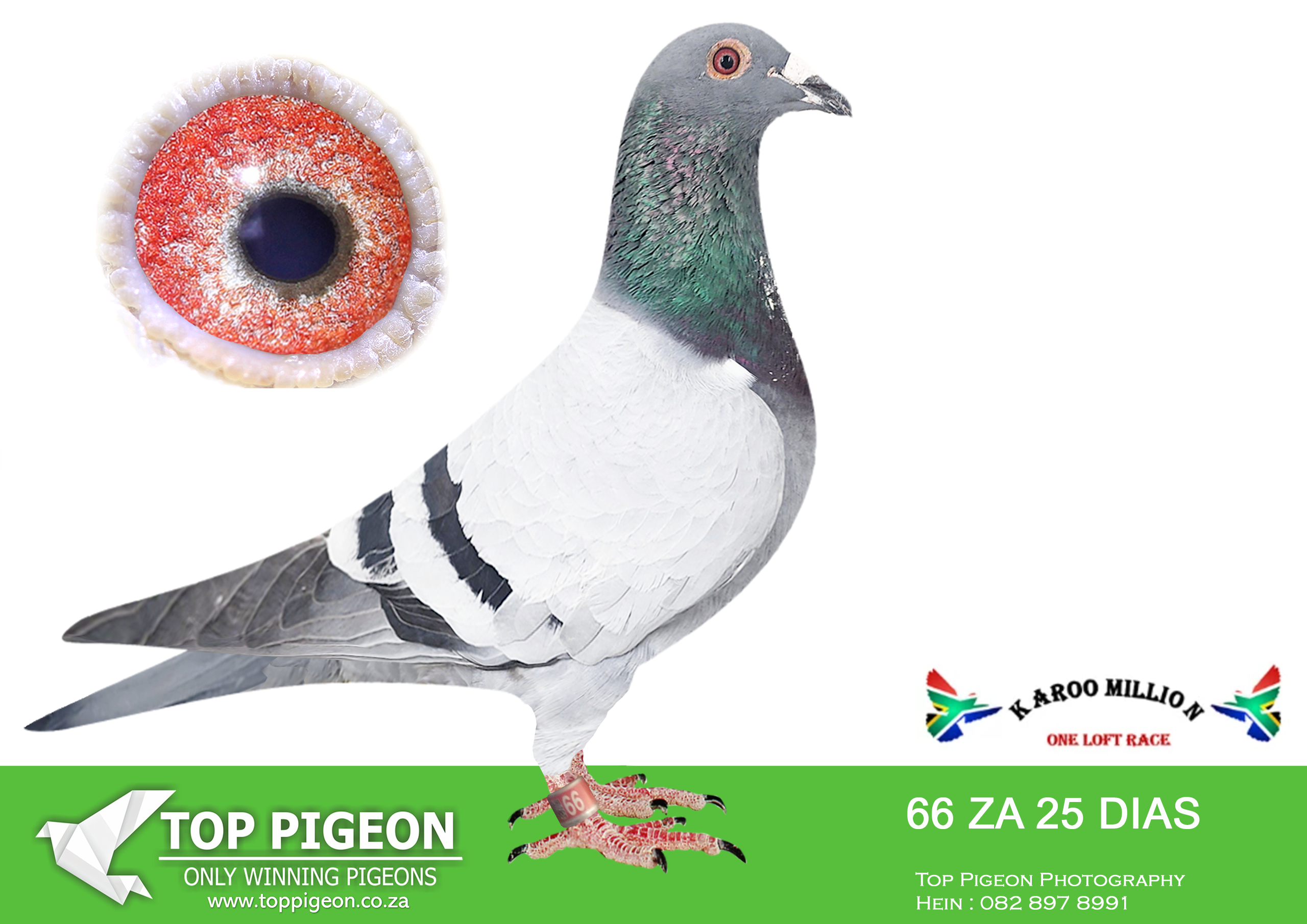 LOT 15 KAROO MILLION OLR – DIAZ ONE LOFT RACING-66 DIAZ 2025 –