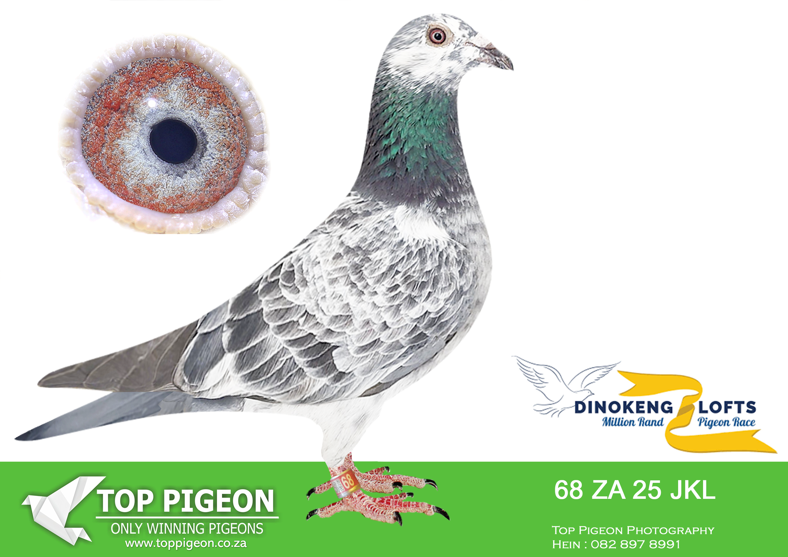 ZZ.. LOT 148 DINOKENG OLR – EXCLUSIVE PIGEON PARADISE-ZA JKL 2025 68 –