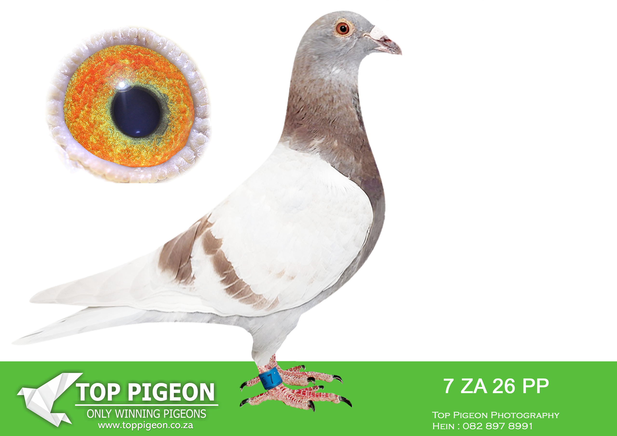 .LOT 3 PIGEON PALACE – ZA 26 PP 7 -Closely related to ‘Lara’ Blue Jacket winner & ‘Sierra Blu’ 6th final Afrika Pro 26.—————–SIRE:TPA-25-7346 C ‘Halfbr Sierra Blu’ Pigeon Palace.Bred from two outstanding breeders ‘Sierra Blu’ flew 6th Final Afrika Pro 601 km 1136 mpm ’25. 23rd Ace pigeon (Blue Jacket)—————-DAM:ABL-24-1343 H ‘Popcorn’ Alwyn Bester Mealy Halfsister ‘Palace Prince’ outstanding breeder for Pigeon. Palace. Sire to ‘Lara’ & ‘Fiero’ excellent racers at Afrika Pro ’25. Lara 1st Ace pigeon (Blue Jacket) 1st Ace long distance (Brown Jacket) 3rd final race 601 km 1150 mpm Best racer in the history of the Afrika Pro series.. ‘Fiero’ 2nd final. Dam to ‘Popcorn’ is a full sister ‘Golden TT’.SEE PEDIGREE!!!