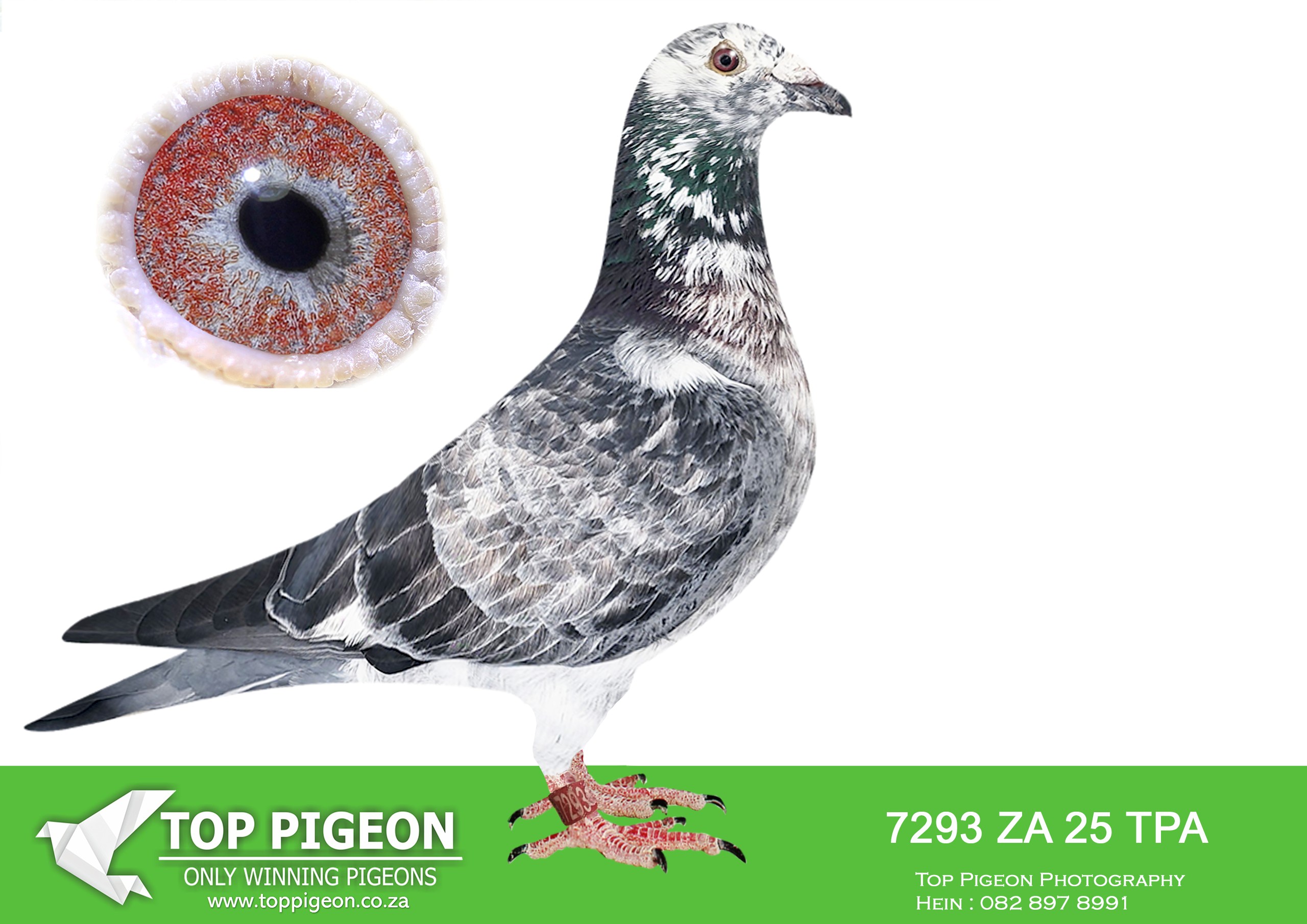 .LOT 1 PIGEON PALACE SUPREME BEST KITTEL – ZA 25 TPA 7293 -“SUPREME BEST KITTEL” is a quality grizzle cock from Pigeon Palace, bred from an exceptional combination of Best Kittel and Leo Heremans genetics. His pedigree features world-renowned pigeons such as Best Kittel II, Grizzle Mama, Shakira, Olympiad 003, Di Caprio and Golden Sagan. Both sides of the pedigree contain proven breeders and outstanding Federation performers, making him an excellent prospect for the breeding loft.————–SIRE: GPU-24-914 C “KEVIN GRIZZLE” A grizzle Best Kittel cock bred from the expensive PIPA Best Kittel genetics of Kevin Kitchenbrand. He is a son of BELG-23-4181642 “Son Grizzle BK,” a double grandchild of Best Kittel II, paired to GPU-13-4569 “Best Pair Hen,” described as Kevin Kitchenbrand’s number-one breeding hen. The sire’s pedigree combines Grizzle Best Kittel, Grizzle Mama, Best Kittel II, Shakira and the proven Mortimer breeding family.—————DAM: GBV-24-84346 H “LADY SUPREME” A Derek Walsh blue chequer hen and outstanding daughter of two proven breeding pigeons. Her sire, GB-14-R27242 “Olympiad Supreme,” is bred from an exclusive pairing between a top son of Olympiad 003 and a special daughter of the world-famous Di Caprio. Her dam, GBV-19-75812 “Golden Girl,” achieved 2nd Federation against 2,002 pigeons from only three races and became the mother of “Maxine,” a multiple Federation performer. Lady Supreme’s pedigree also contains Golden Sagan and the exceptional Derek Walsh “Booted Hen,” a proven breeder of a 1st Federation winner against 3,323 pigeons.SEE PEDIGREE!!!!
