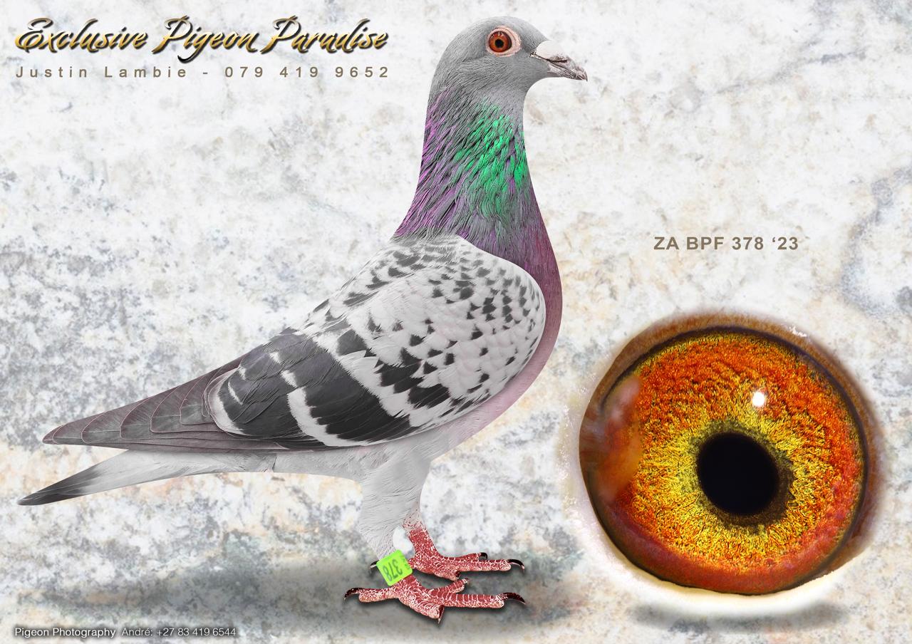 .LOT 4 EXCLUSIVE PIGEON PARADISE – ZA 23 BPF 378 -SIRE: 671 BPF 20 – “JJJ’S JIMMY’S ONE” A proven JJJ Van Der Linde breeder from the highly successful Super Breeder 810 Bak 17 family. “JJJ’s Jimmy’s One” has already established himself as an outstanding producer, breeding 657 BPF 22 – 1st Hotspot 4 Eastern Cape OLR 2023. In his first season at stock he also bred 5125 BPF/D/19 – 1st Ace Bird OLR Winners Flight 2020 and 4th Ace Bird OLR SAPIR, as well as other equal OLR winners and hotspot performers. He also bred a Diaz OLR Hotspot Winner in 2021 for Danie Scholtz. His pedigree combines 2004 ZA 16 CYRILS “Jimmy’s Boy” with 4863 ZA 14 CYRILS “Hettie’s Gold”, both carrying the renowned 810 Bak 17 breeding blood.—————–DAM: 930 DIAS 21 ZA – “TRICK OR TREAT” A quality Webster hen and proven race performer, finishing 12th in Race 4 over 484 km at approximately 1100 m/min in the CPL OLR. She is bred from 253 DIAS 20 ZA “Mr Ace”, a 12th Final Diaz OLR 2020 performer and sire of 530 DIAS 20 – 3rd Ace Bird and 7th Final Diaz 2021, combined with 370 DIAS 20 ZA “Wild Boss”. “Wild Boss” comes from a highly successful OLR family responsible for numerous race winners, top Ace Pigeons and Dinokeng equal Final winners, making “Trick or Treat” a strongly bred hen from proven One Loft Race genetics.SEE PEDIGREE!!!!