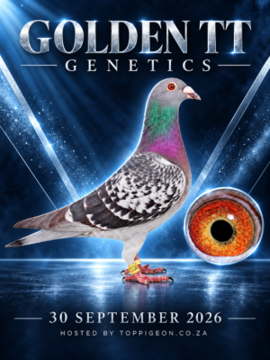 ACTIVE AUCTION - GOLDEN TT GENETICS - FROM 29 SEPTEMBER TO WEDNESDAY 30 SEPTEMBER 2026 (ENDING FROM 20:30)