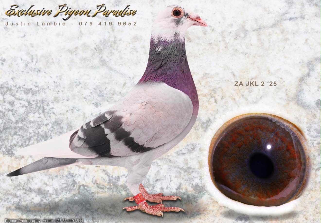 .LOT 7 EXCLUSIVE PIGEON PARADISE – ZA 25 JKL 2 -SIRE:ZA ABL-24-1456 C SKY Dirk van den Bulck Blue Chequer Pied Inbred KITTEL. The best of DIRK VAN DEN BULCK.FATHER OF “EPP ELLIE”, ENTERED AT MARLBANKS OLR 2025 -3RD ACE BIRD -2ND RICHMOND FINAL 1103MPM -1ST HANOVER 1289MPM, SHE WON BY OVER 9 MINUTES. SHE ZA JKL-24-1147 H WON COMBINE SAME WEEKEND AGAINST +/-8000 PIGEONS.———–DAM:ZA 24 BOTHAS 598 – -F/BRO AND F/SIS MATING. BRO AND SIS TO “FIVE STAR” AFRIKAPRO GREEN JACKET WINNER FOR ALWYN BESTER. WON R1 000 000. BRED FROM DIRK VAN DEN BULCKS KITTEL AND THE FAMOUS 810 SABLON COCK LINES.SEE PEDIGREE!!!!