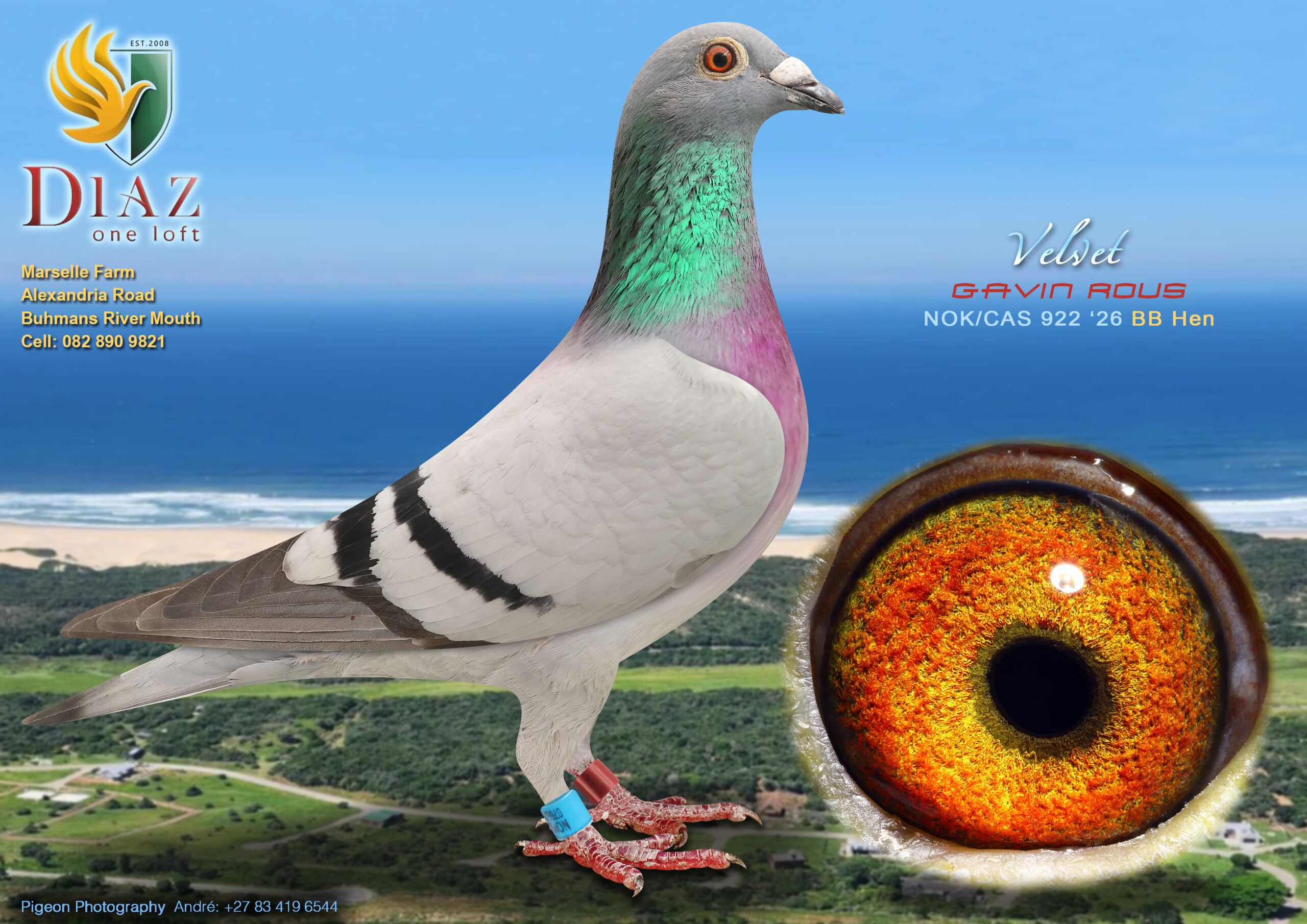 .LOT 9 DIAZ OLR AUCTION 2 – GAVIN ROUS -922 NOKCAS 2026 –