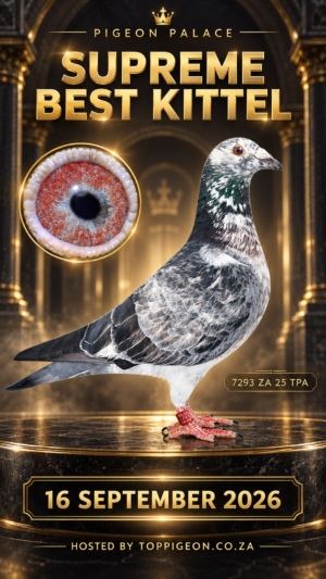 ACTIVE AUCTION - PIGEON PALACE SUPREME BEST KITTEL - FROM 15 SEPTEMBER TO WEDNESDAY 16 SEPTEMBER 2026 (ENDING 20:10)