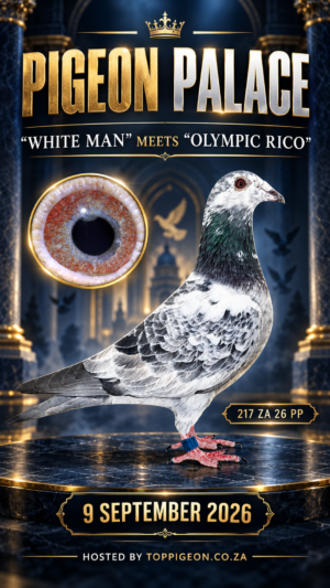 ACTIVE AUCTION - PIGEON PALACE "WHITE MAN" MEETS "OLYMPIC RICO" - FROM 8 SEPTEMBER TO WEDNESDAY 9 SEPTEMBER 2026 (ENDING 20:10)