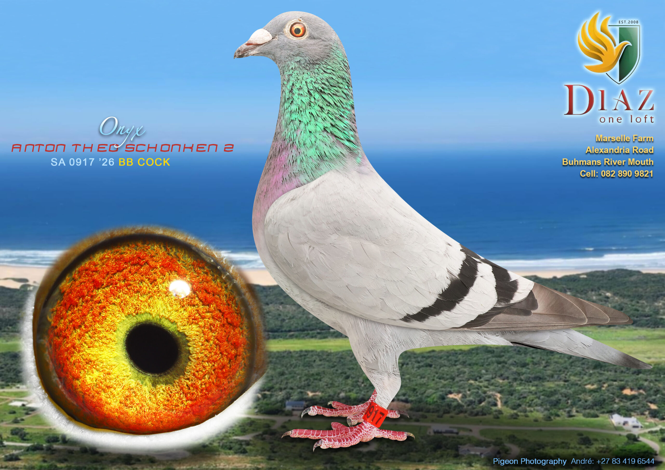 LOT 34 DIAZ OLR AUCTION 2 – ANTON THEO SCHONKEN 2 -0917 SA 2026 –