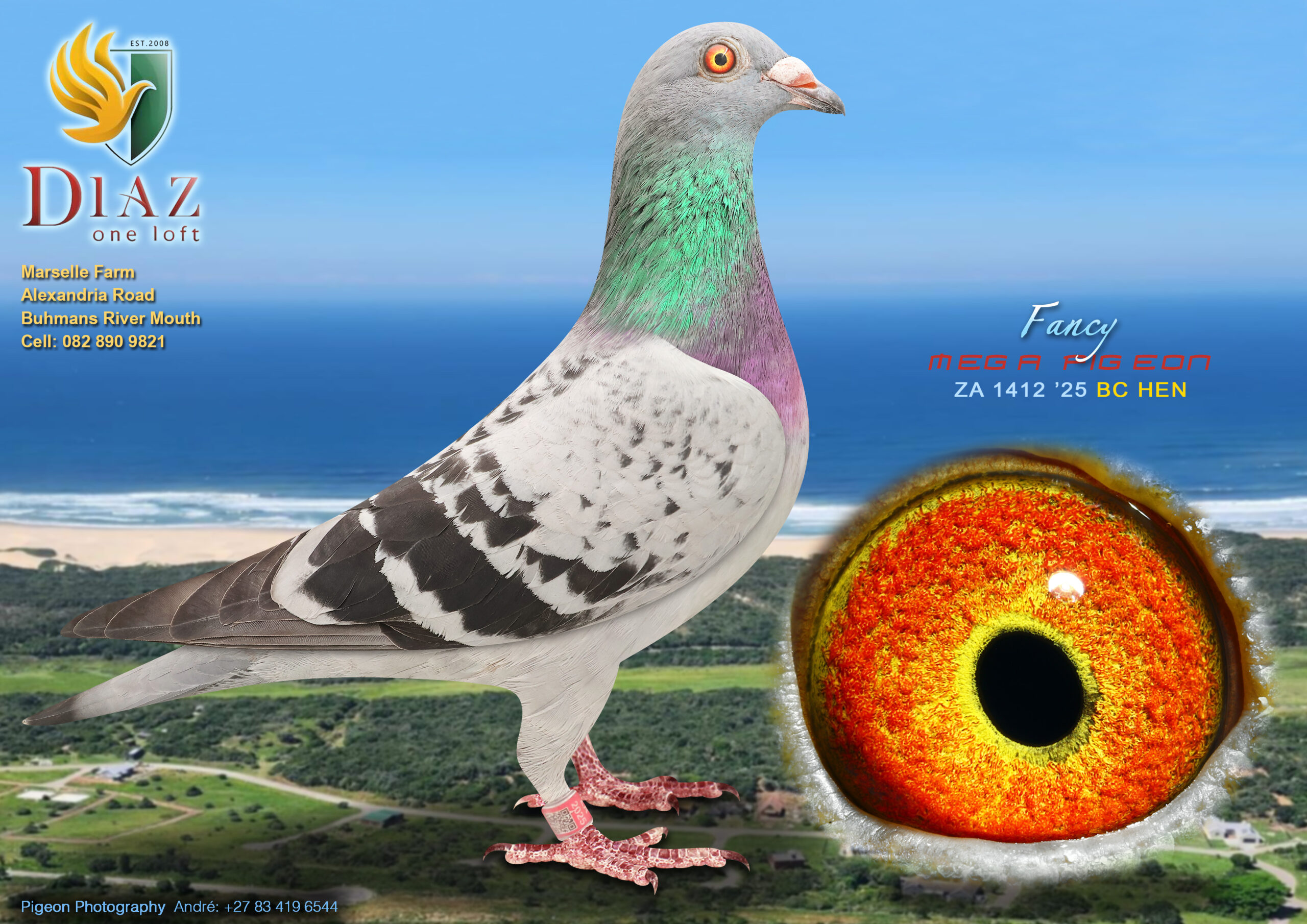 LOT 19 DIAZ OLR AUCTION 2 – MEGA PIGEON -1412 ZA 2025 –