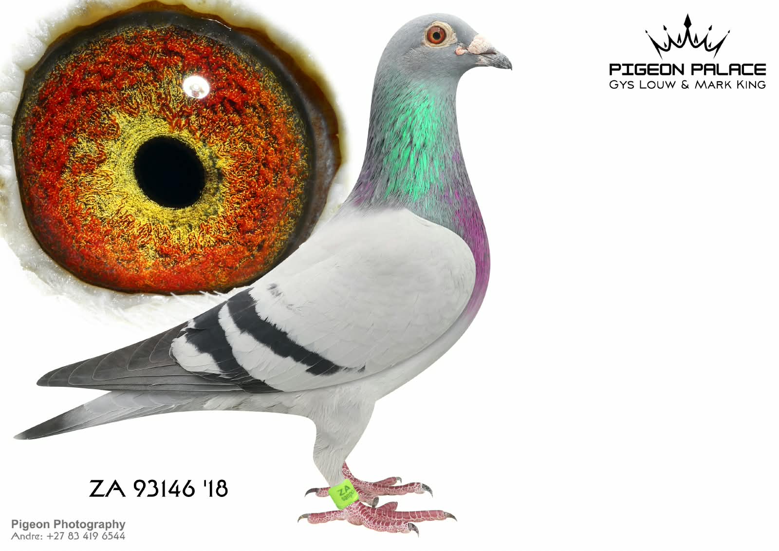 .LOT 1 PIGEON PALACE – ZA 18 93146 BBAR COCK -Fantastic son ‘Number One’ ! Excellent racer and best youngbird in the loft. Sire to Crusaders club Derby winner in his first year of breeding also sire to federation winners and great racers. Halfbrother to the famous ‘180k hen’ dam to two SANPO medal winners. Also. halfbr. ‘Double Combine sire ‘Julia’ Afrika Pro final winner ’22.————SIRE:ZA-13-10033 C ‘Number one’.Pigeon Palace. Foundation cock & best son ‘Golden TT’ Halfbr. ‘Concorde’ SANPO Gold medal & ‘Mirage’ 3 x winner. G/sire ‘Julia’ 2022 Africa Pro OLR final winner. Outstanding breeder at union and OLR level! His progeny are mainly responsible for ‘Lara’ & ‘Fiero’ success at Afrika Pro.————DAM:ZA-11-18237 H.’Golden thread’ Bliksem Vandenabeele.Granddam 2x SANPO Gold medals. Super bliksem hen. She produced many winners. Her daughter 04719’is a 3 x winner also union and Combine winner.G/daughter ‘Bliksem’.SEE PEDIGREE!!!!!