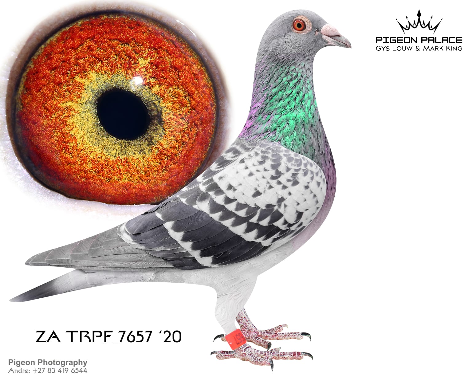 .LOT 2 PIGEON PALACE – ZA 20 TRPF 7657 – CH COCK -Super stock breeder. Bred a union winner also a double winner and excellent birds at Afrika Pro OLR. Halfbrother to 2 SANPO Gold Medal winners allround. Halfbr. ‘Double Combine the sire of Afrika Pro final 22 race winner and many top 50 performers in final.————–SIRE:ZA-13-10033 C ‘Number one’.Pigeon Palace. Foundation cock & best son ‘Golden TT’ Halfbr. ‘Concorde’ SANPO Gold medal & ‘Mirage’ 3 x winner. G/sire ‘Julia’ 2022 Africa Pro OLR final winner. Outstanding breeder at union and OLR level! His progeny are mainly responsible for ‘Lara’ & ‘Fiero’ success at Afrika Pro.————DAM:ZA-13-04719 H ‘180k hen’.Union & Combine winner Anton Jonck. Mother to 2 x SANPO GOLD WINNERS OVERALL in 2 years for Die Huysers. Dam to 5 SANPO medals in 2 years time.She bred the 2 National ace pigeons mated to different cocks.SEE PEDIGREE!!!