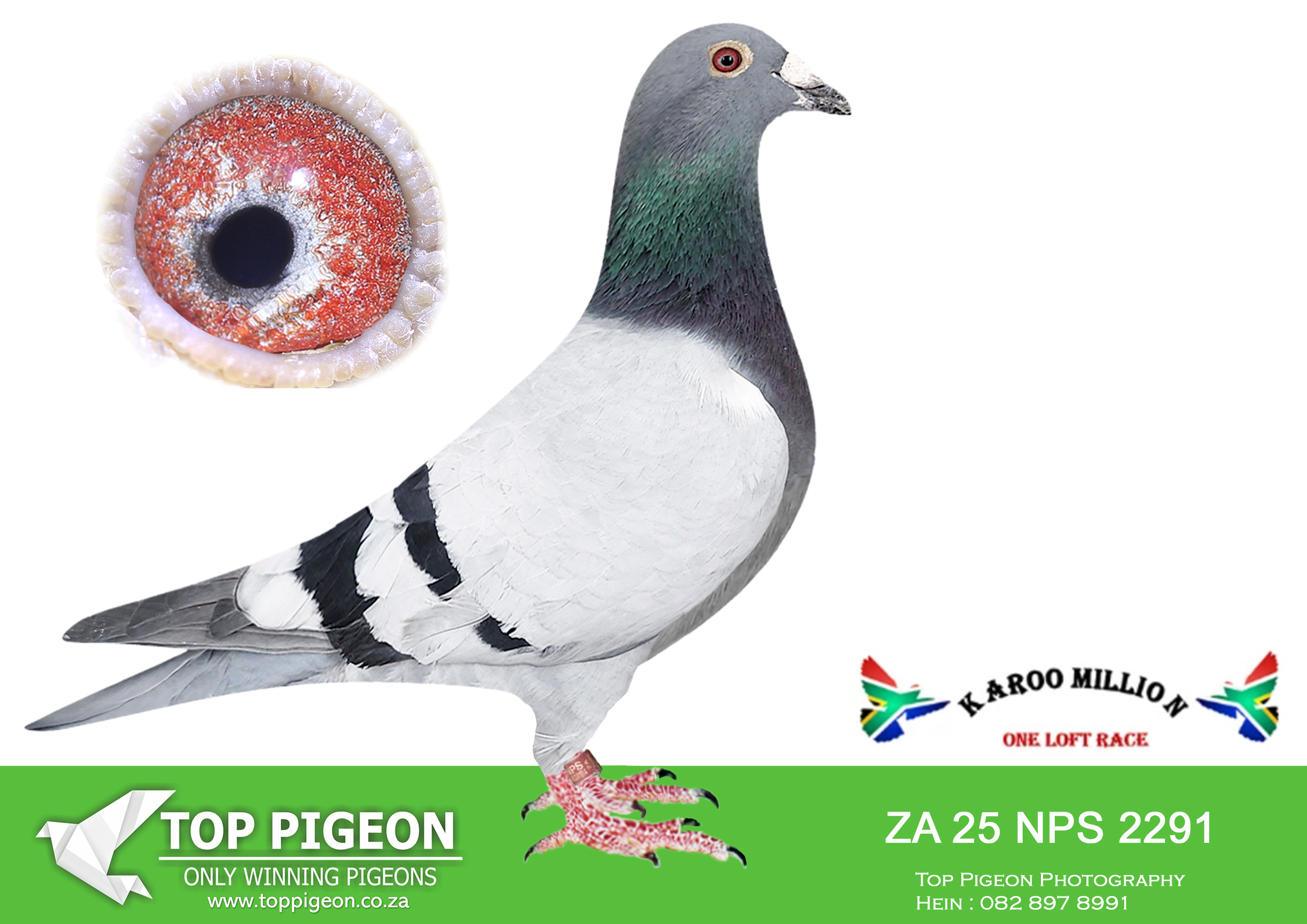 LOT 97 KAROO MILLION OLR-THEO & STAN-2291 NPS 2025 -3RD HOTSPOT 5 EQUAL WINNER———–SIRE:ZA 3272-23 PWF. KOBUS REYNDERS.————-DAM:ZA 5553-24 WPU. MARNES NEL.SEE PEDIGREE!!!!