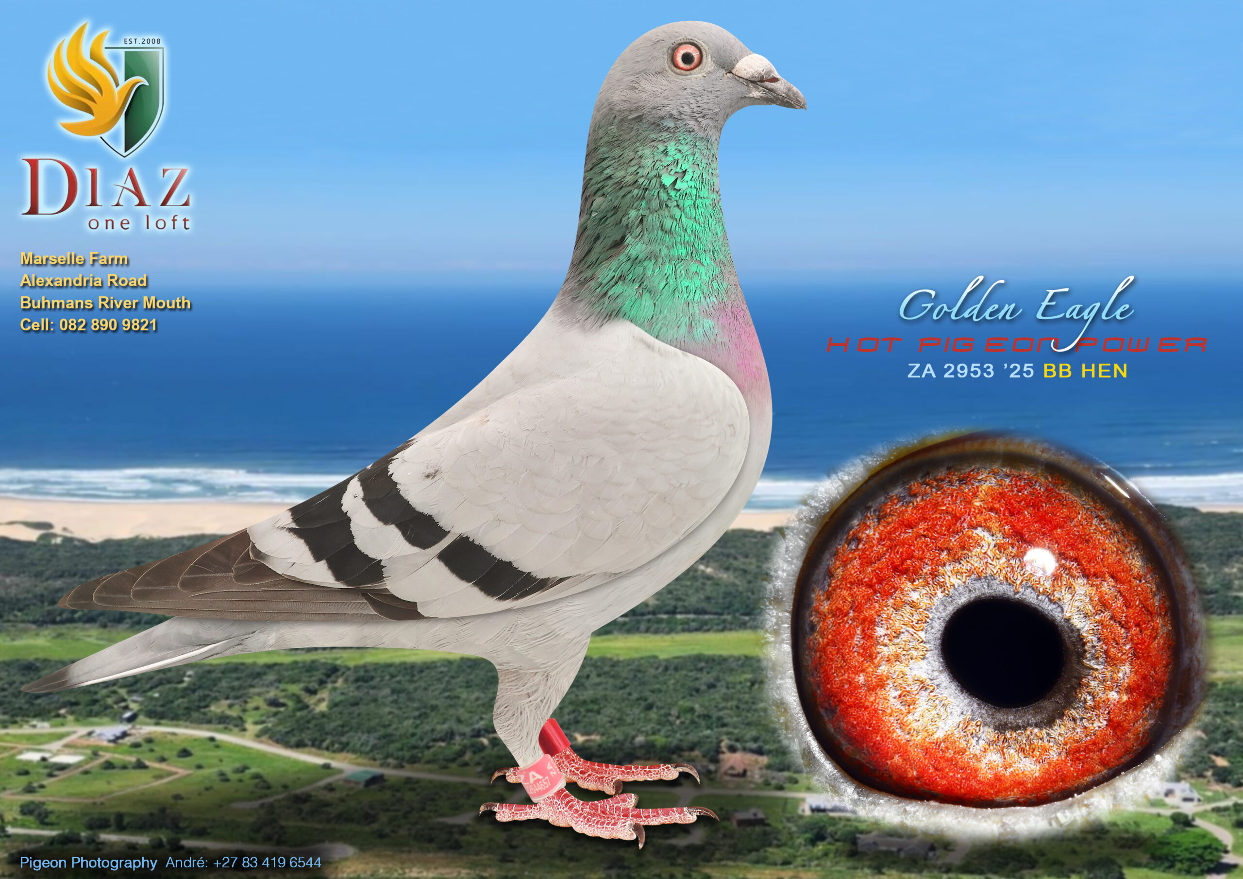 LOT 23 DIAZ OLR AUCTION 2 – HOT PIGEON POWER -2953 ZA 2025 –