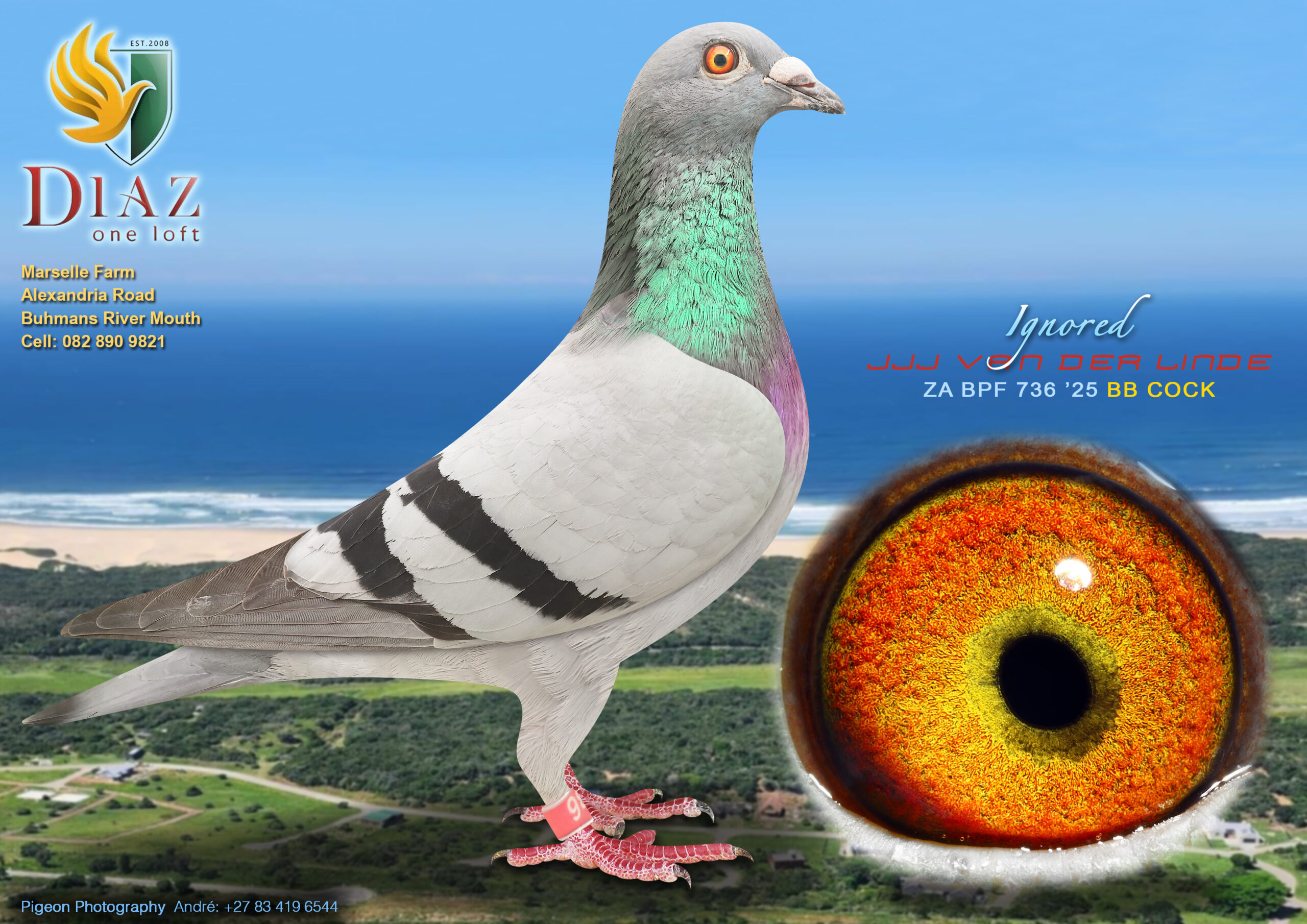 LOT 22 DIAZ OLR AUCTION 2 – JJJ VAN DER LINDE -736 BPF 2025 –