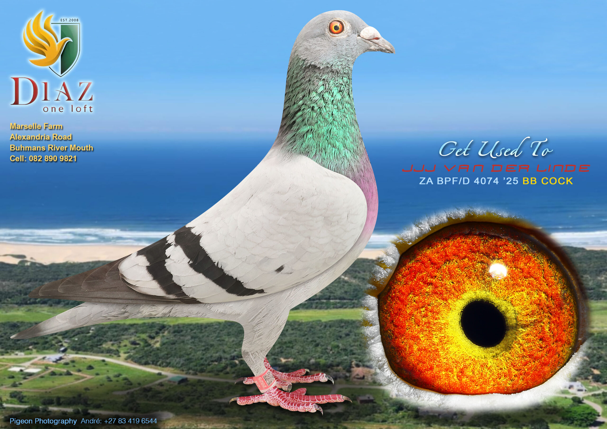 LOT 37 DIAZ OLR AUCTION 2 – JJJ VAN DER LINDE -4074 BPF/D 2025 –
