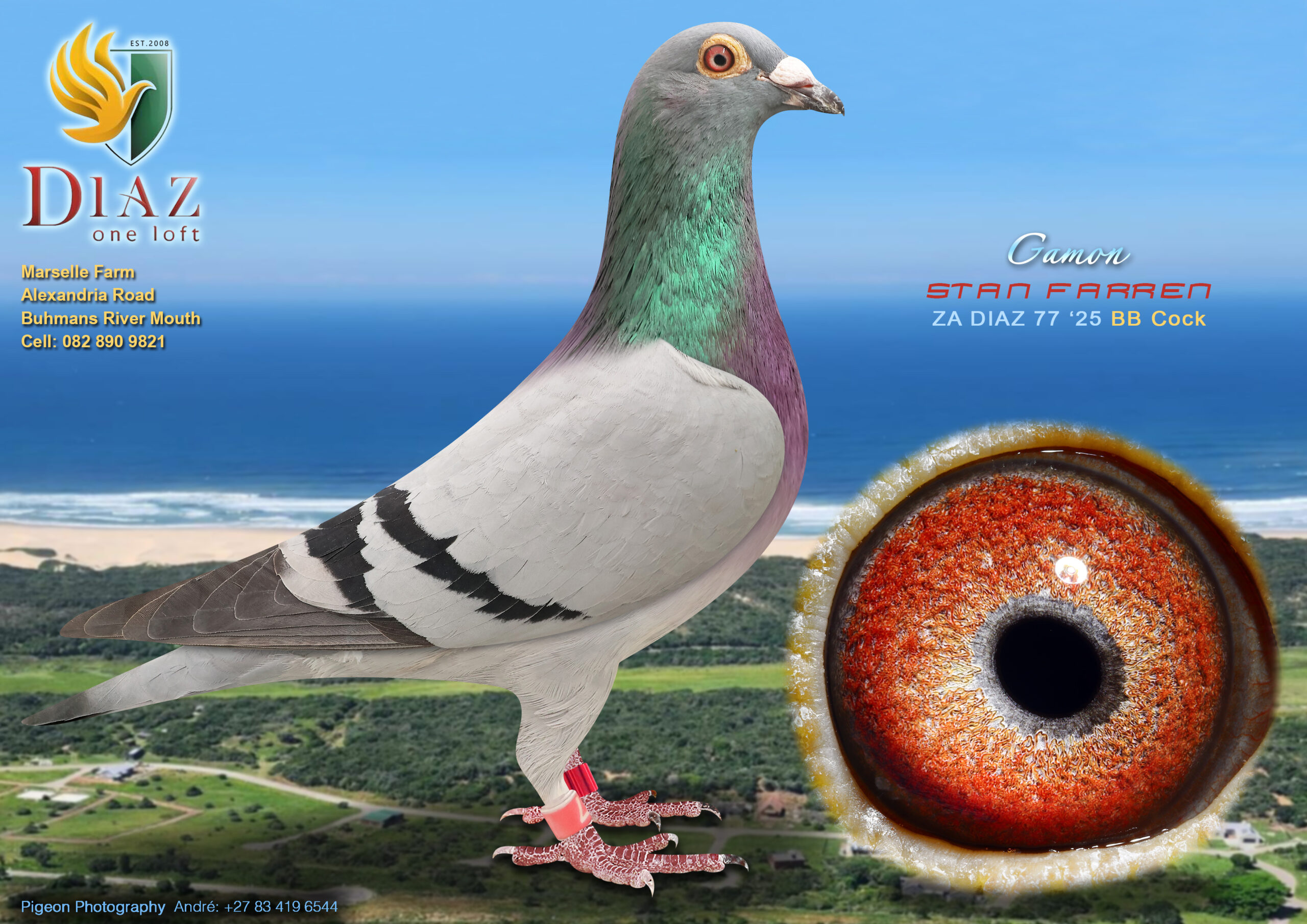 .LOT 5 DIAZ OLR AUCTION 2 – STAN FARREN -77 DIAZ 2025 –