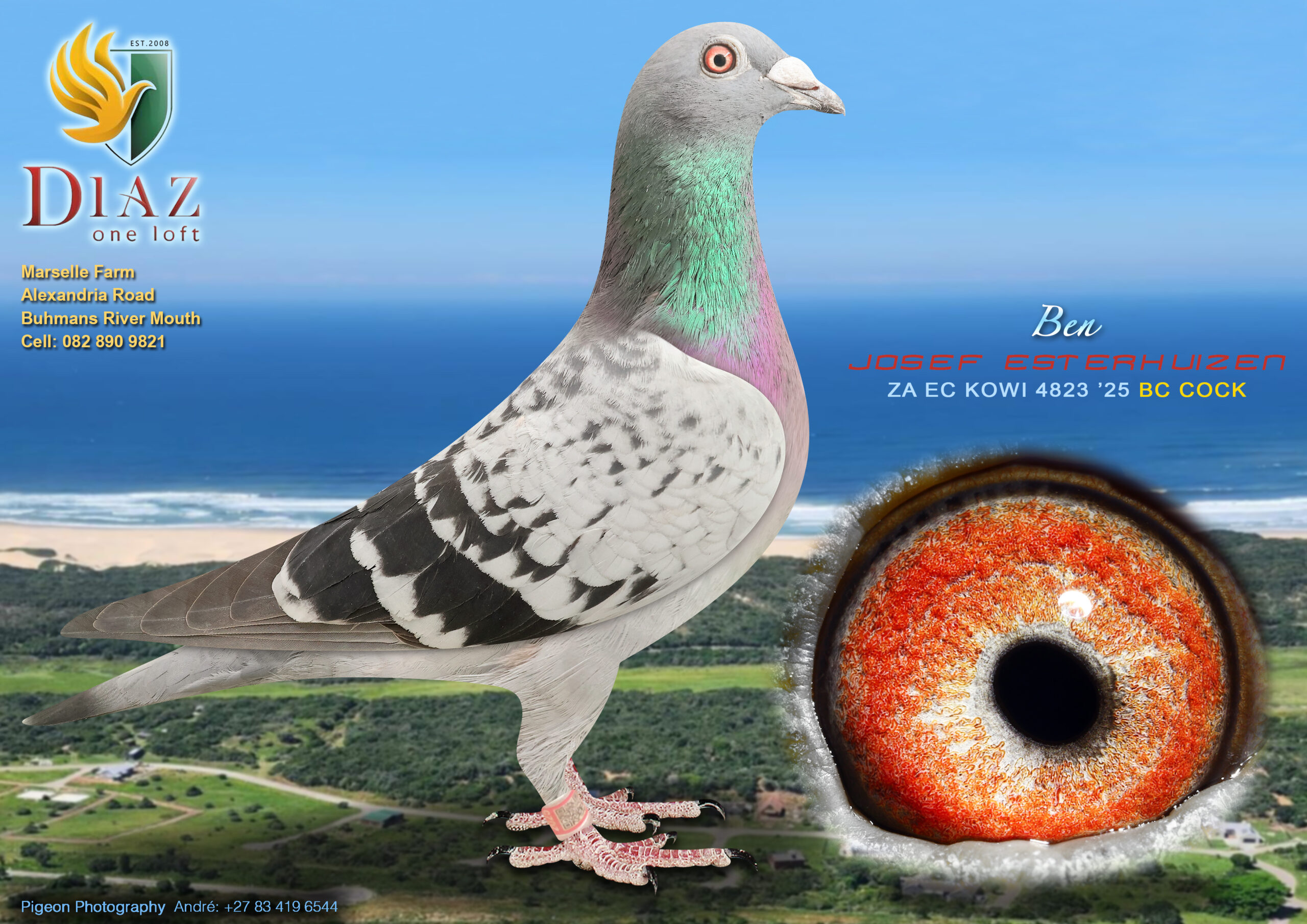 LOT 18 DIAZ OLR AUCTION 2 – JOSEF ESTERHUIZEN -4823 KOWI 2025 –