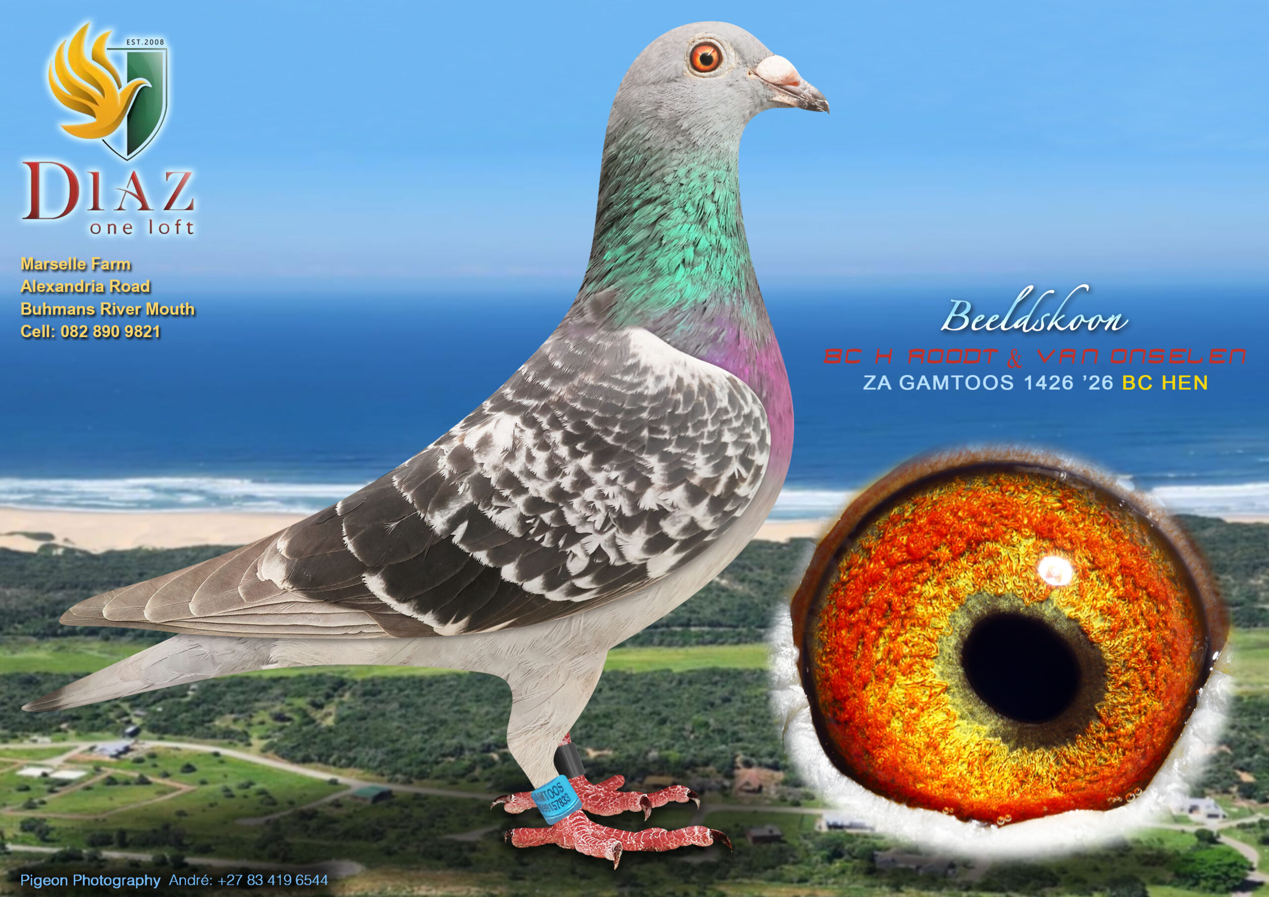 LOT 28 DIAZ OLR AUCTION 2 – ROODT & VAN ONSELEN -1426 GAMTOOS 2026 –