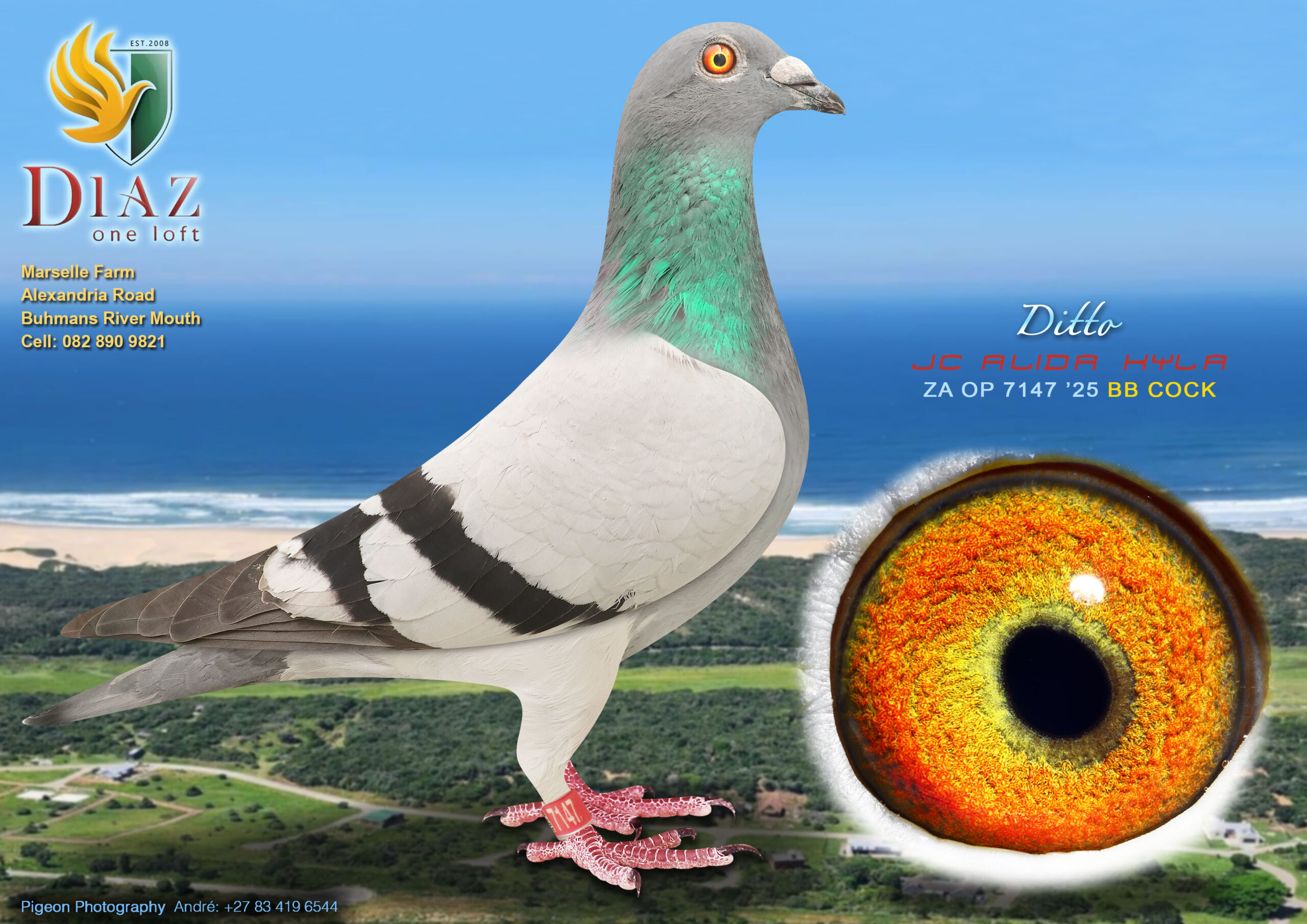 LOT 36 DIAZ OLR AUCTION 2 – JC ALIDA KYLA -7147 OP 2025 –