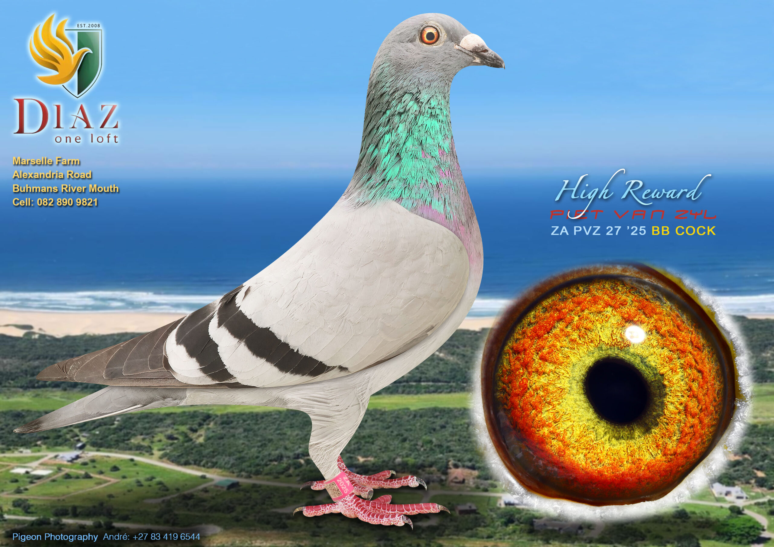 LOT 27 DIAZ OLR AUCTION 2 – PIET VAN ZYL -27 PVZ 2025 –