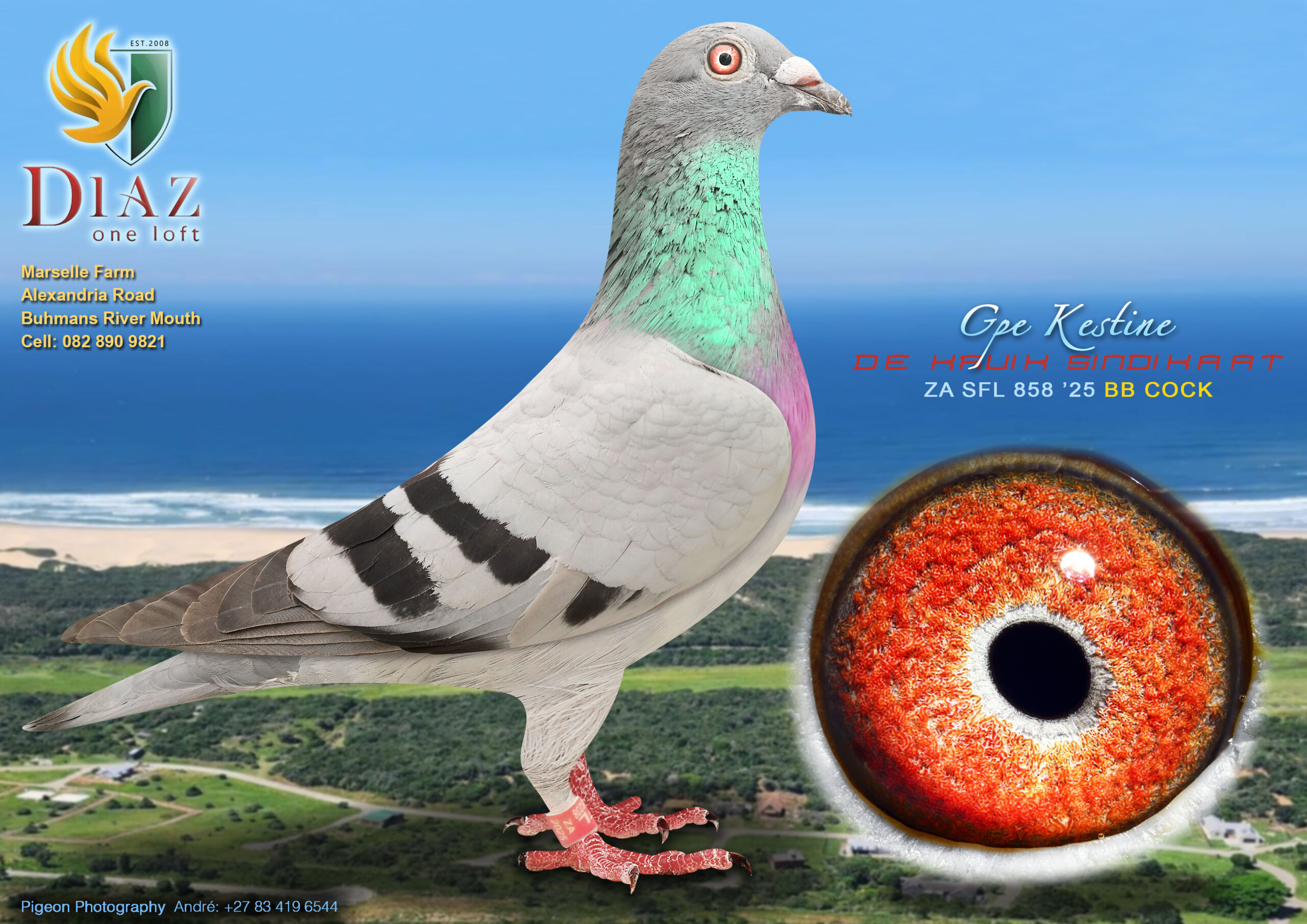 LOT 40 DIAZ OLR AUCTION 2 – DE KRUIK SINDIKAAT -858 SFL2025 –